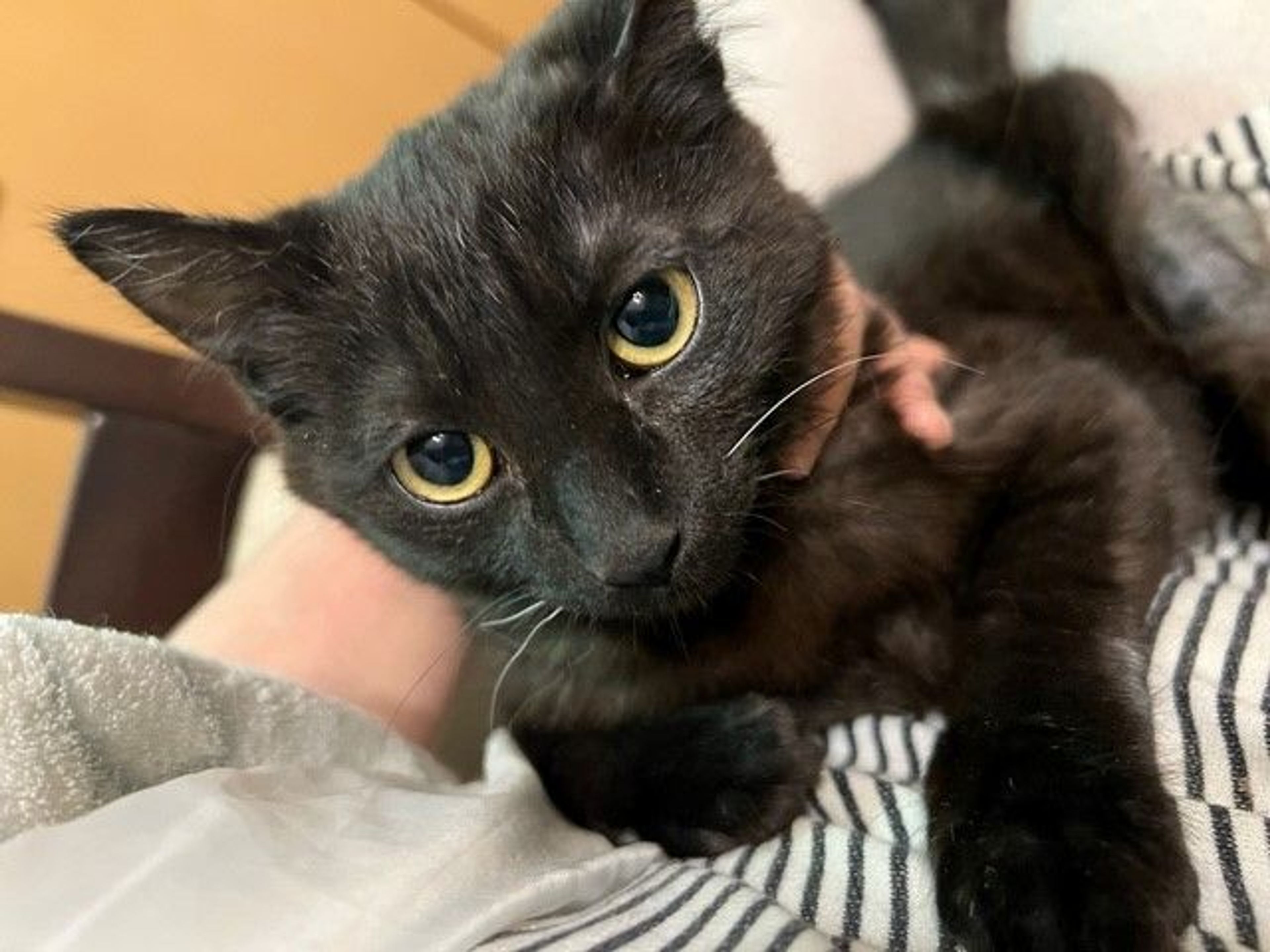 pet-image-2