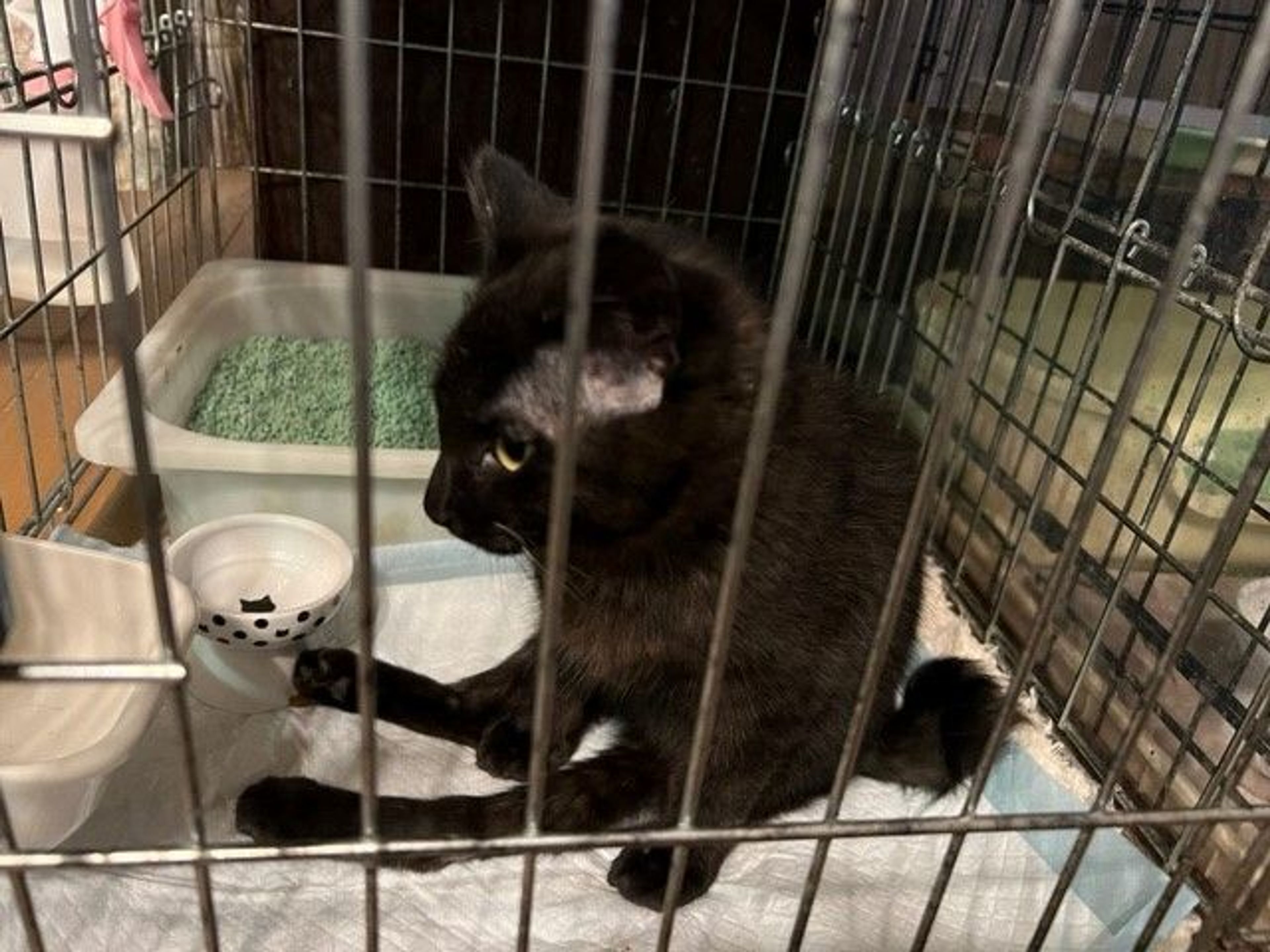pet-image-5