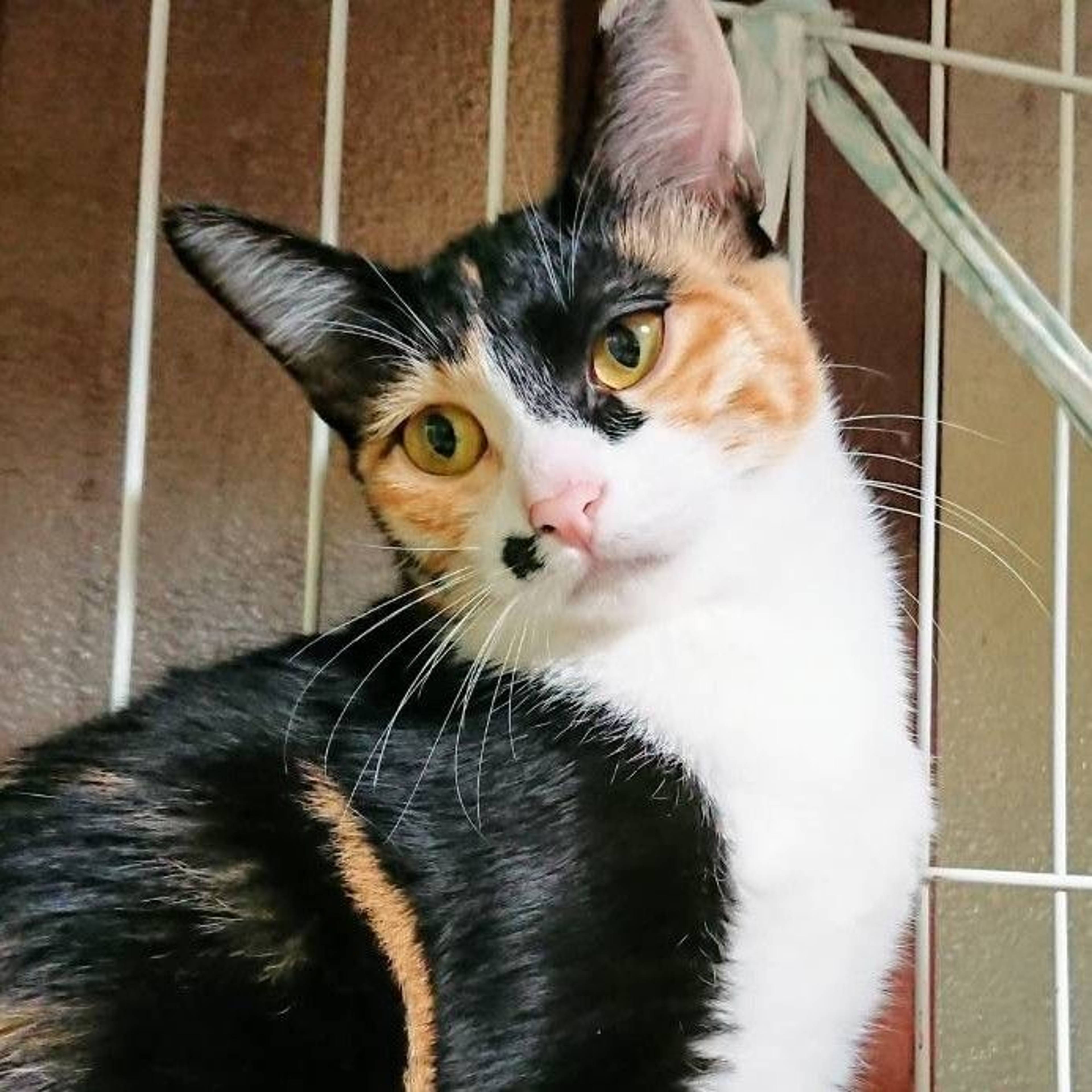 雑種（ミックス猫）・メスの里親募集の写真