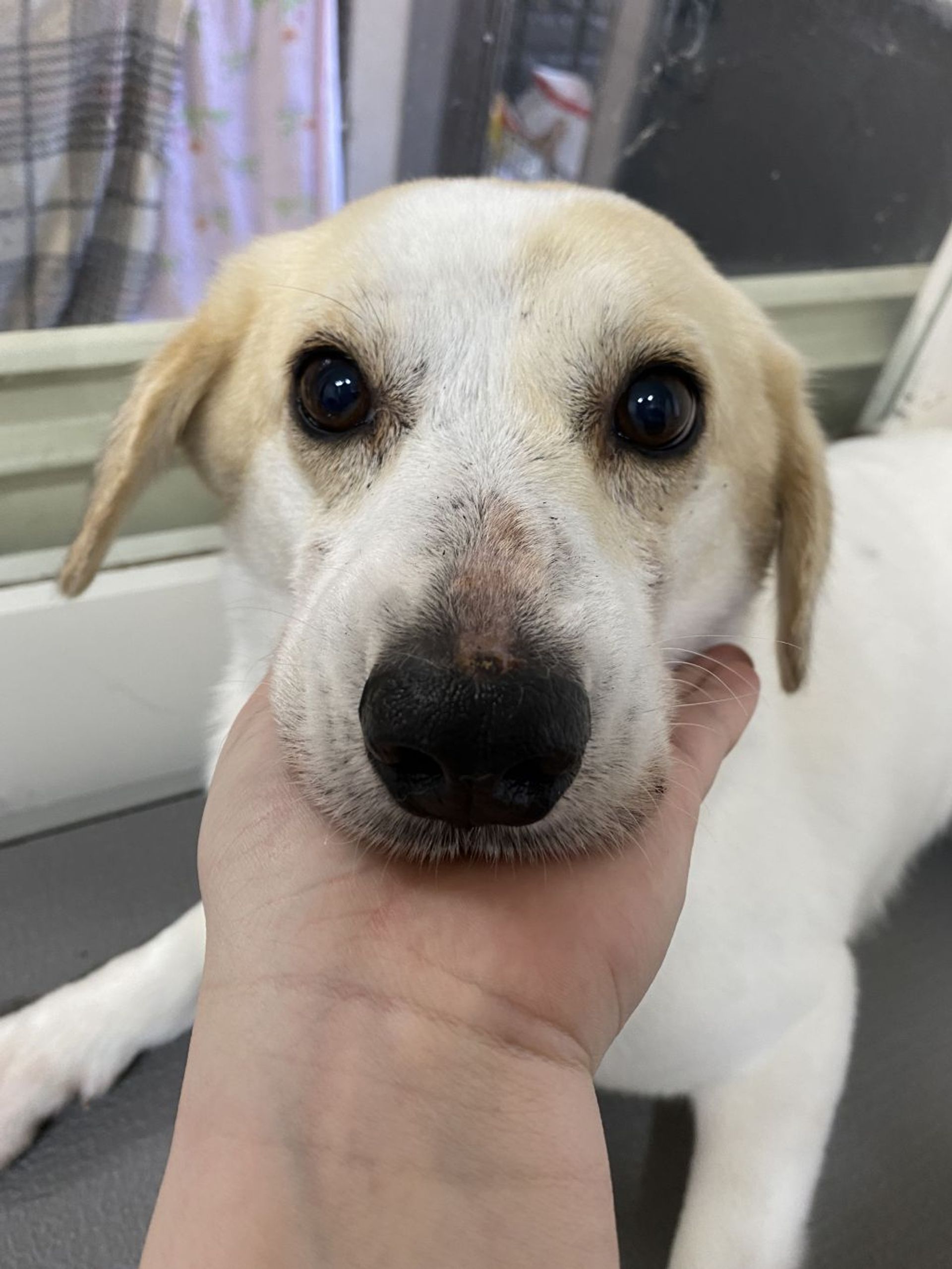 雑種（ミックス犬）・メスの里親募集の写真