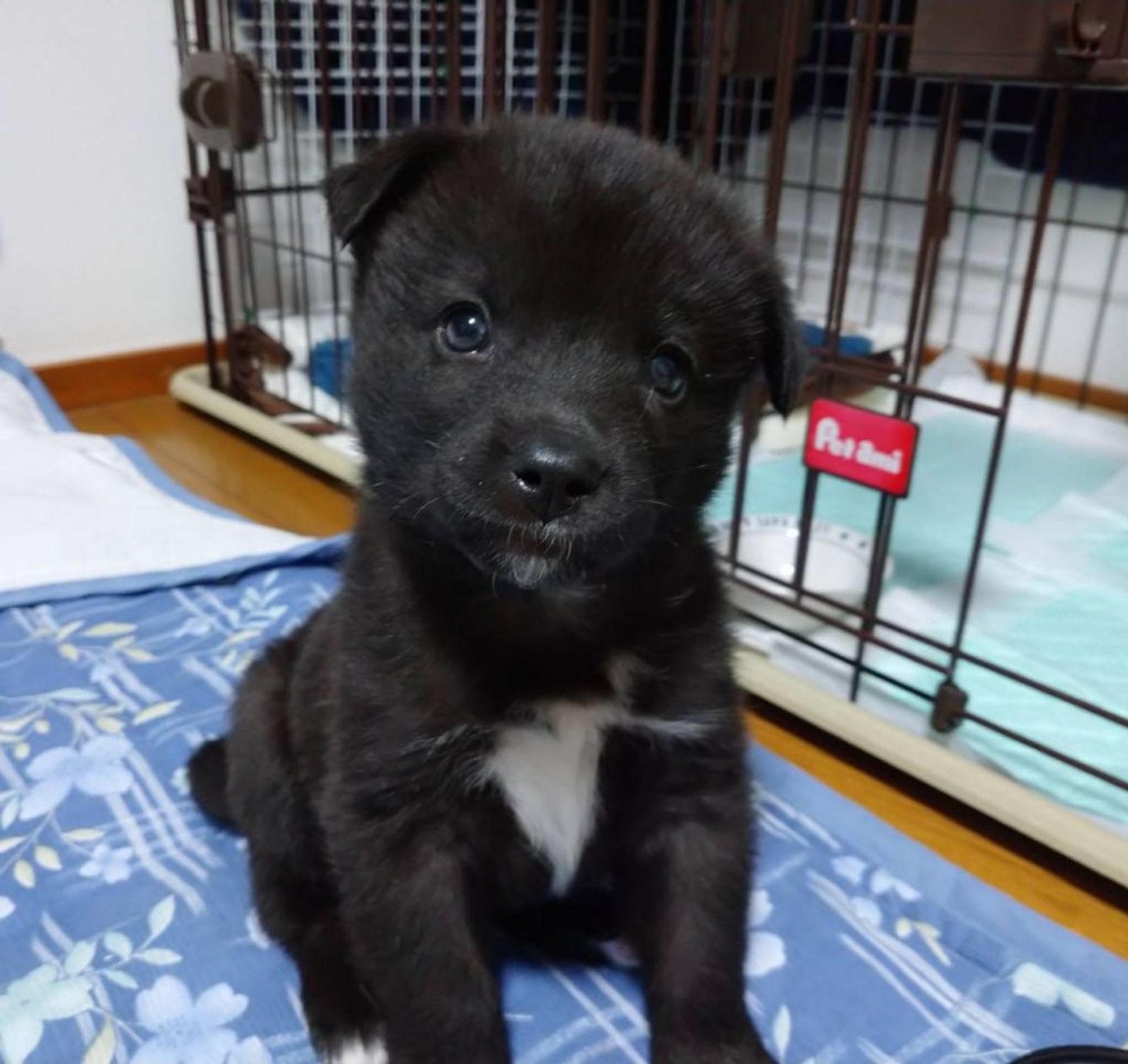 雑種（ミックス犬）・オスの里親募集の写真