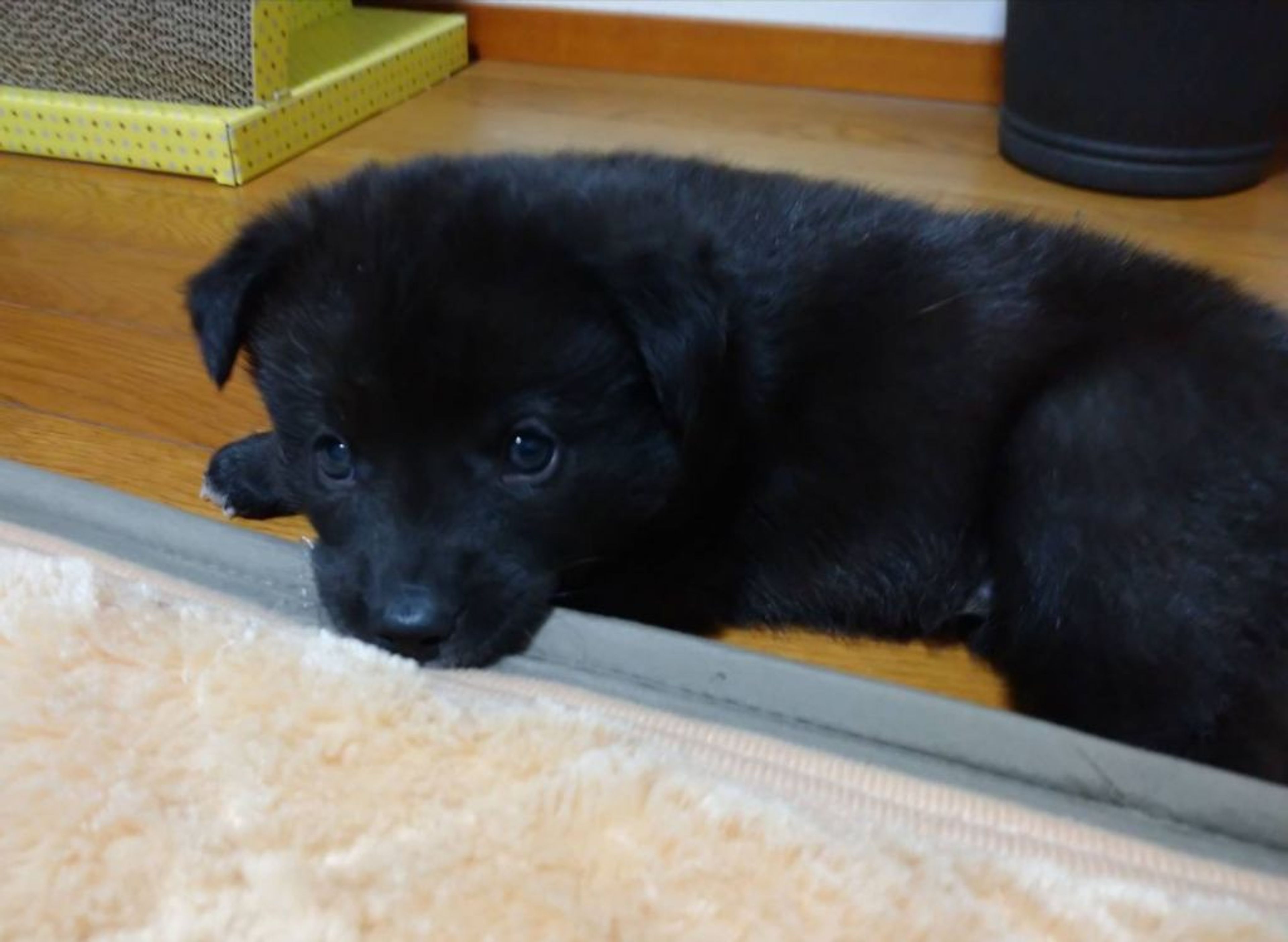 pet-image-3