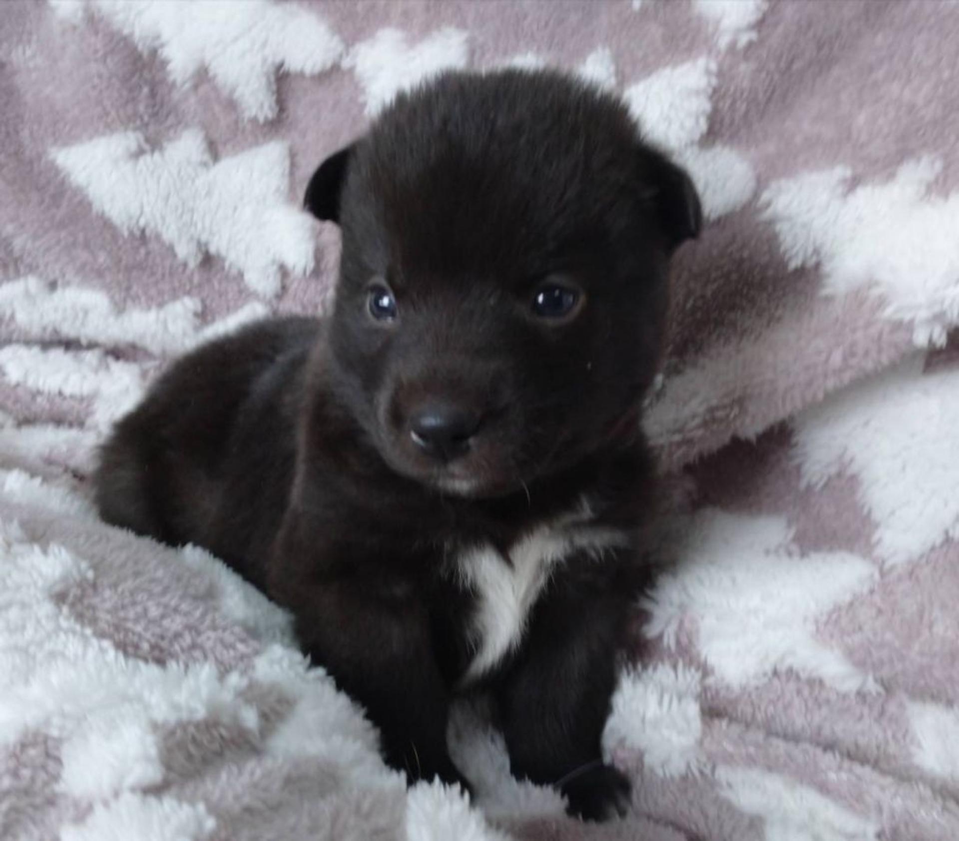 pet-image-4