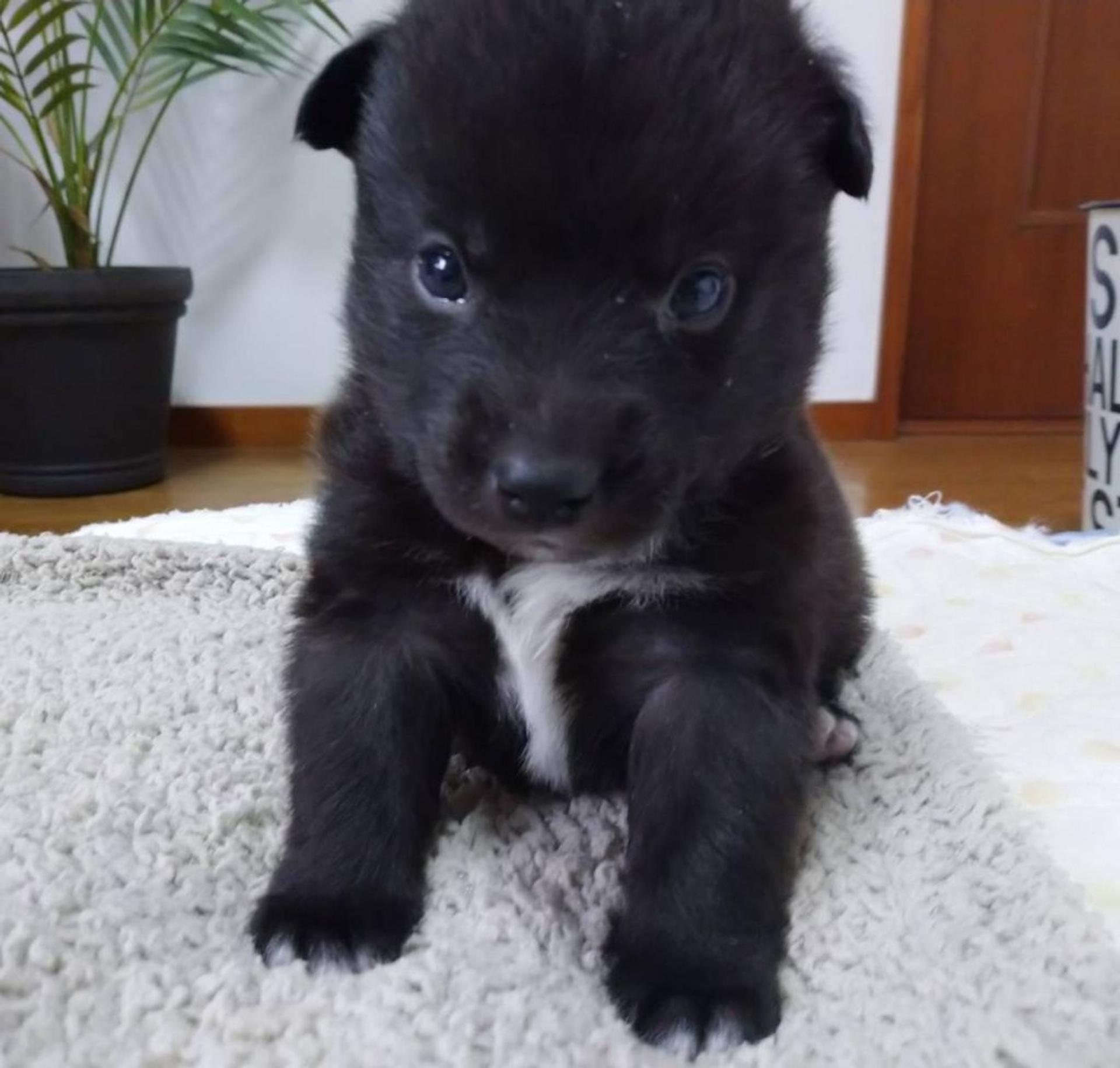 pet-image-5