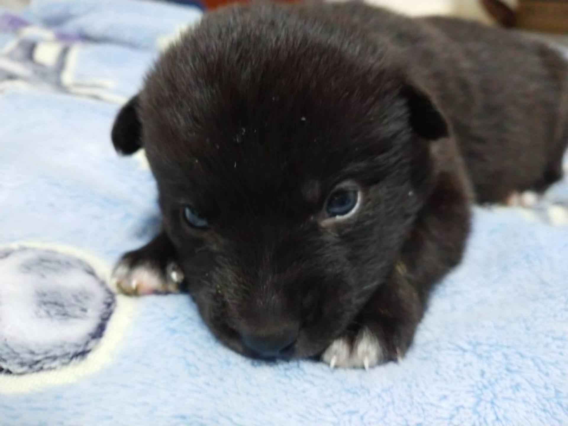 pet-image-7