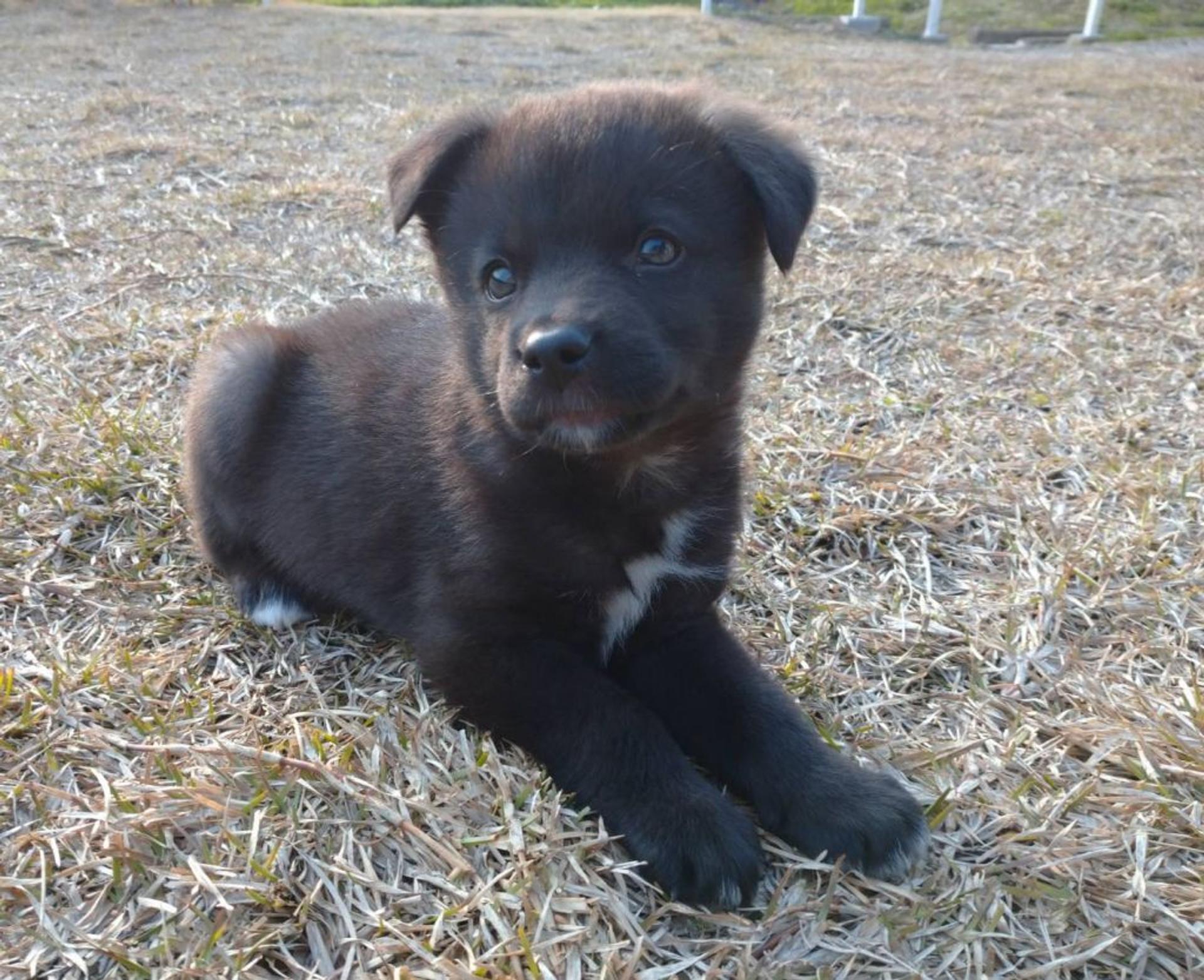 pet-image-3