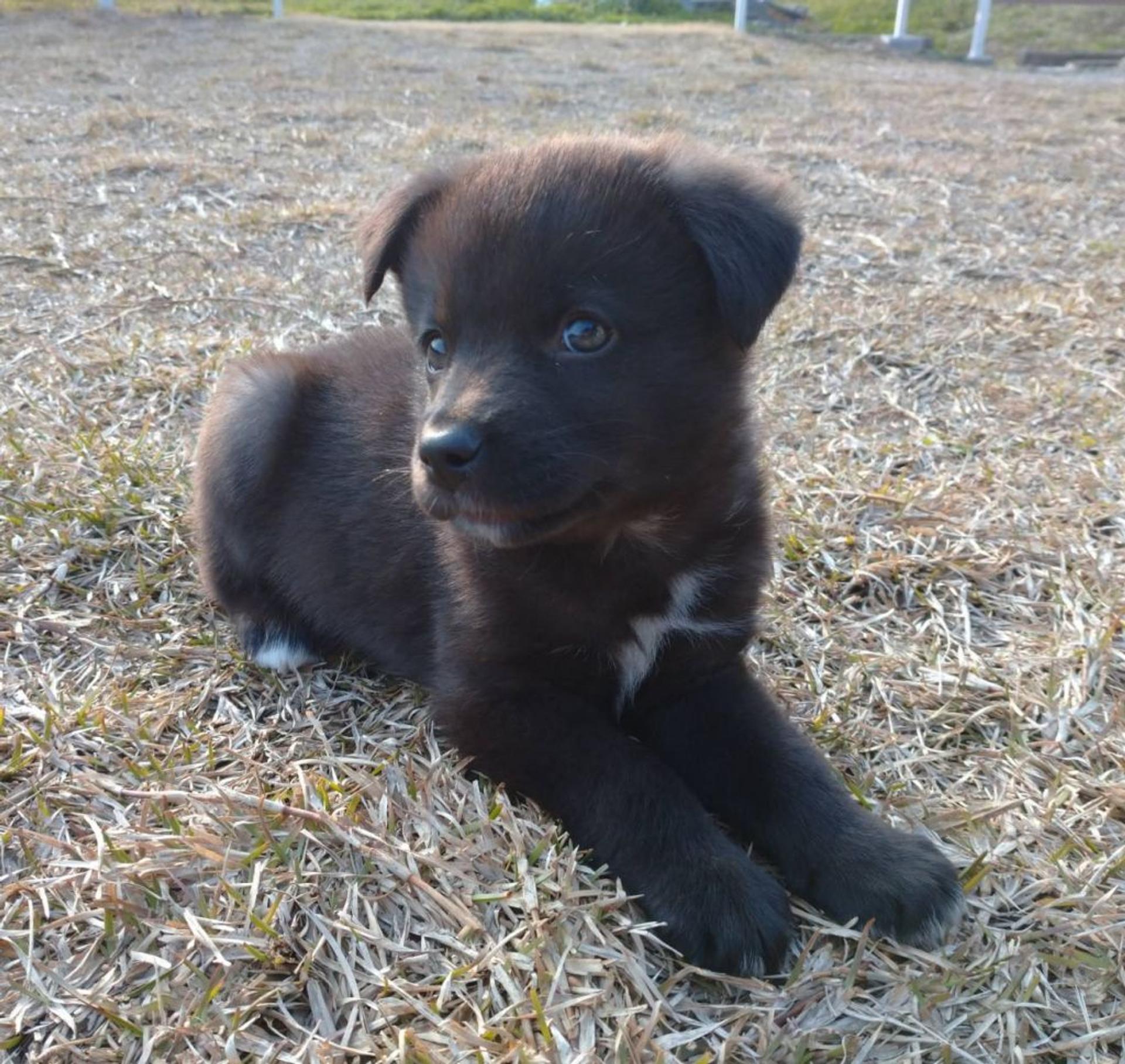 pet-image-4