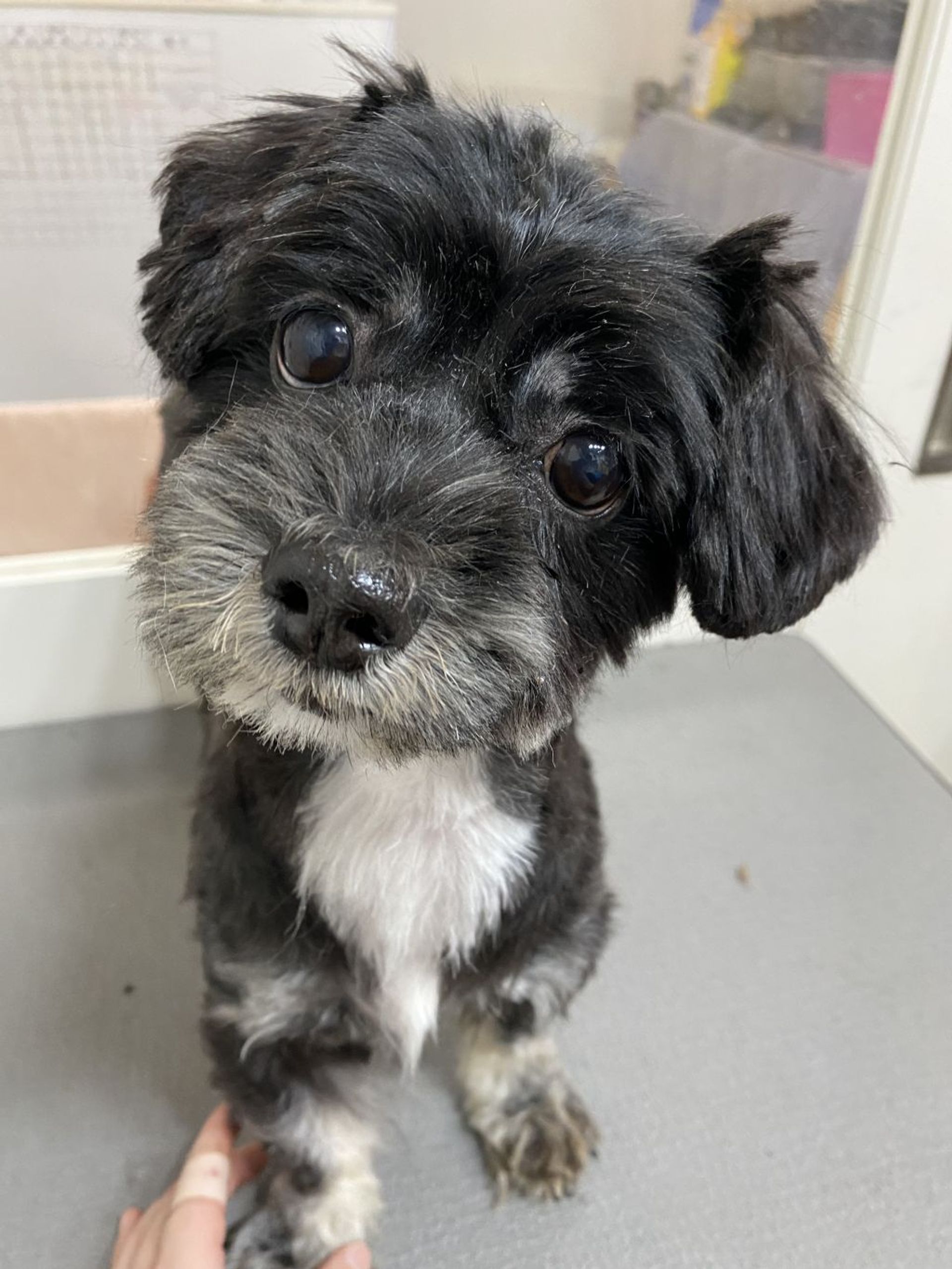 雑種（ミックス犬）・メスの里親募集の写真