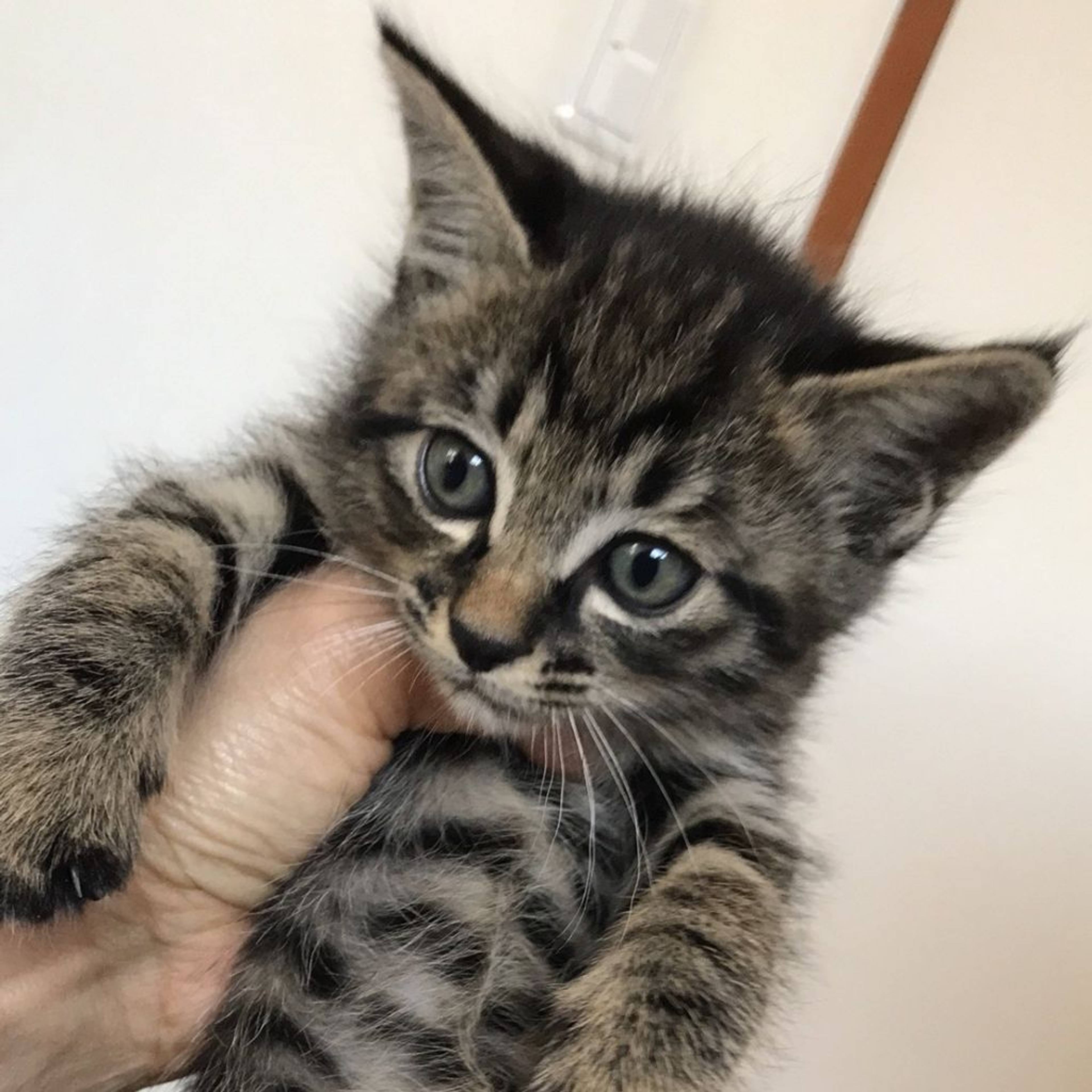 雑種（ミックス猫）・オスの里親募集の写真