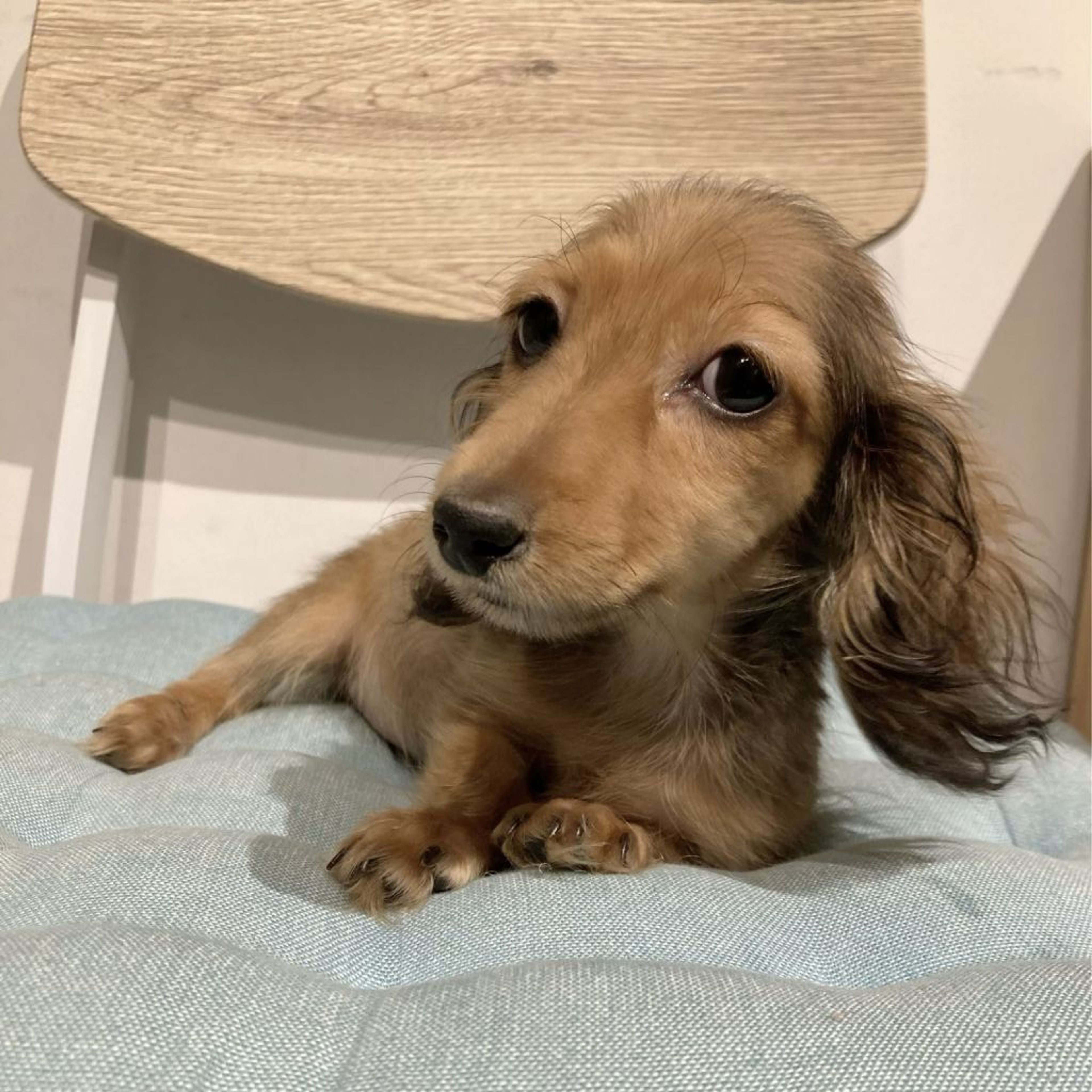 pet-image-3