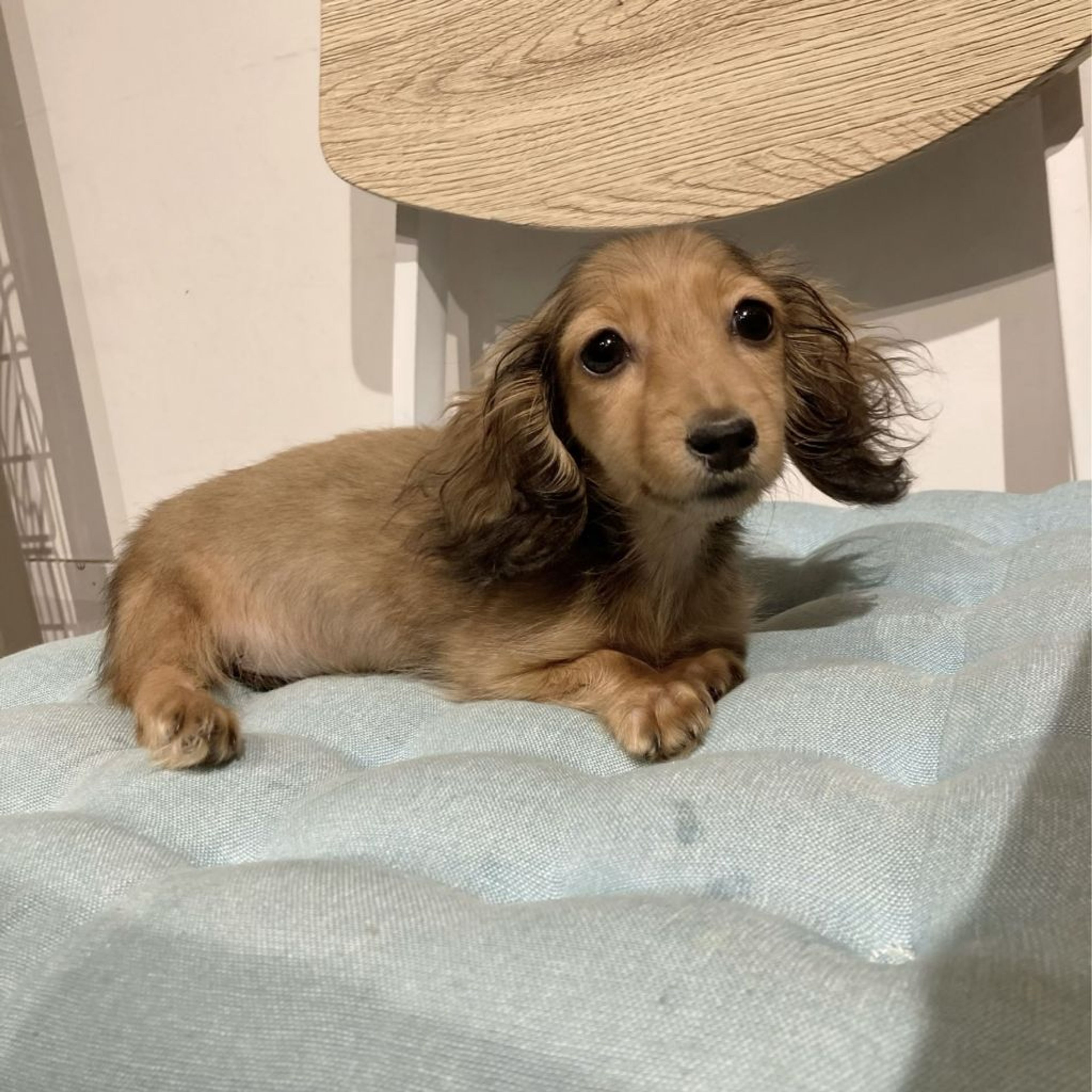 pet-image-4