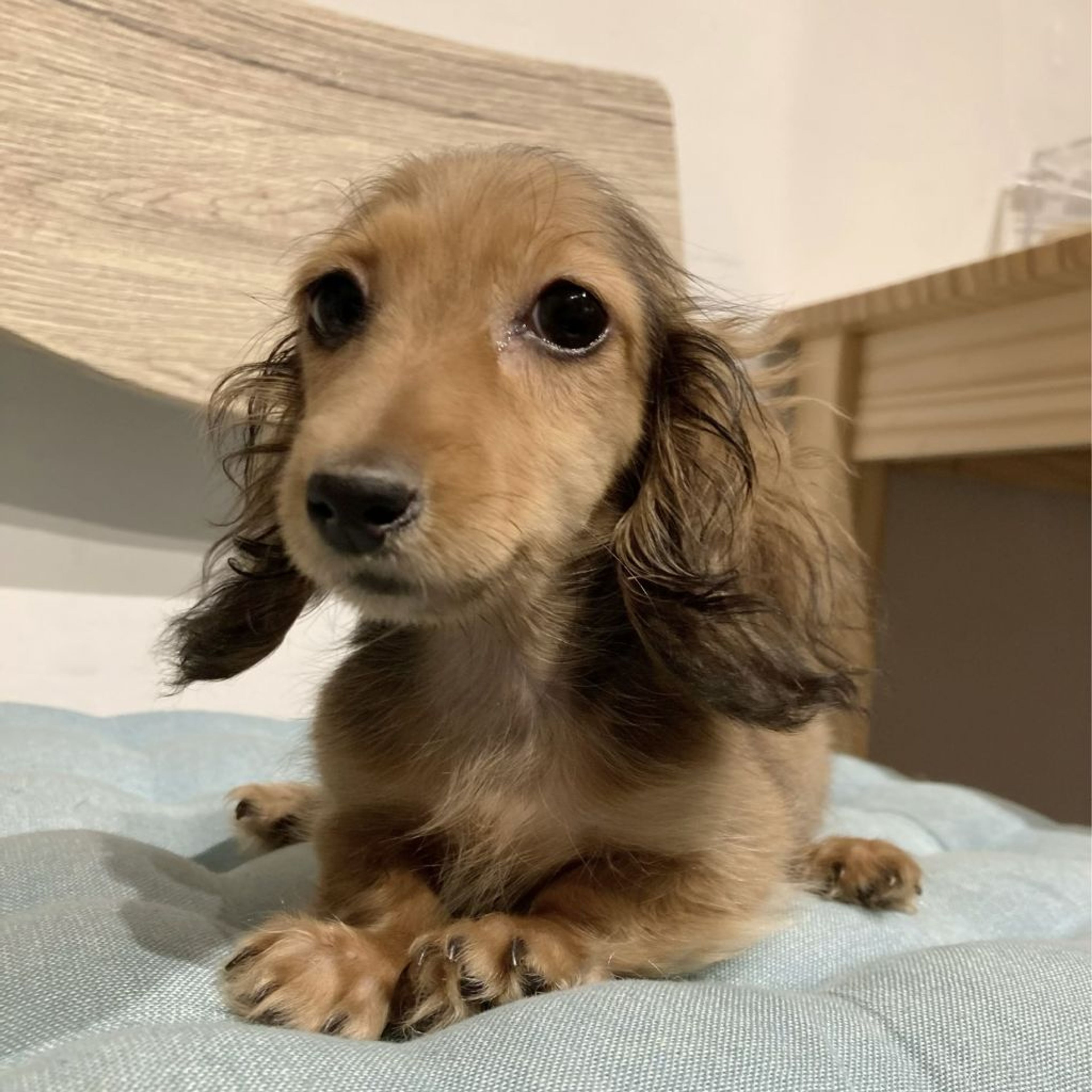 pet-image-6