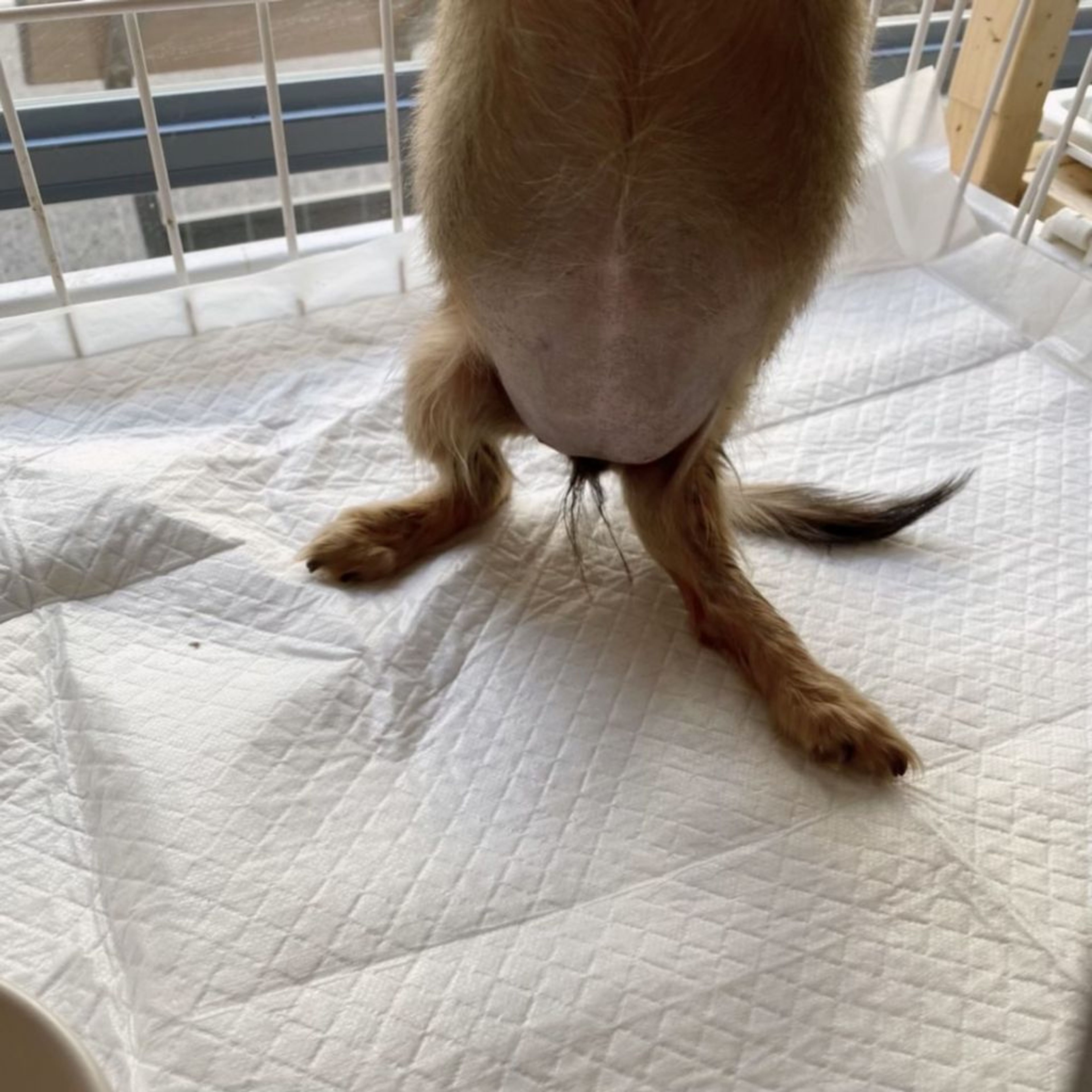 pet-image-7