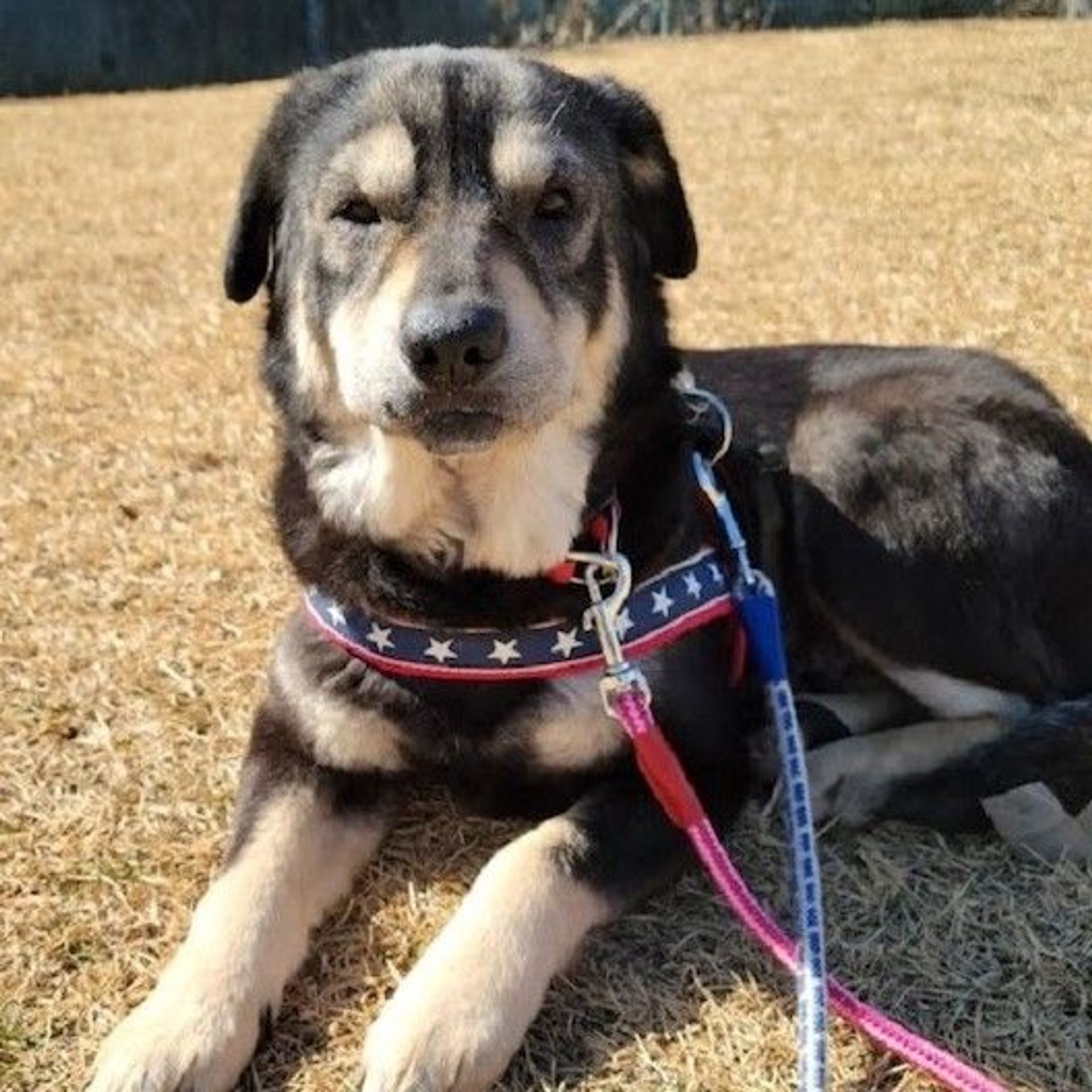 雑種（ミックス犬）・メスの里親募集の写真