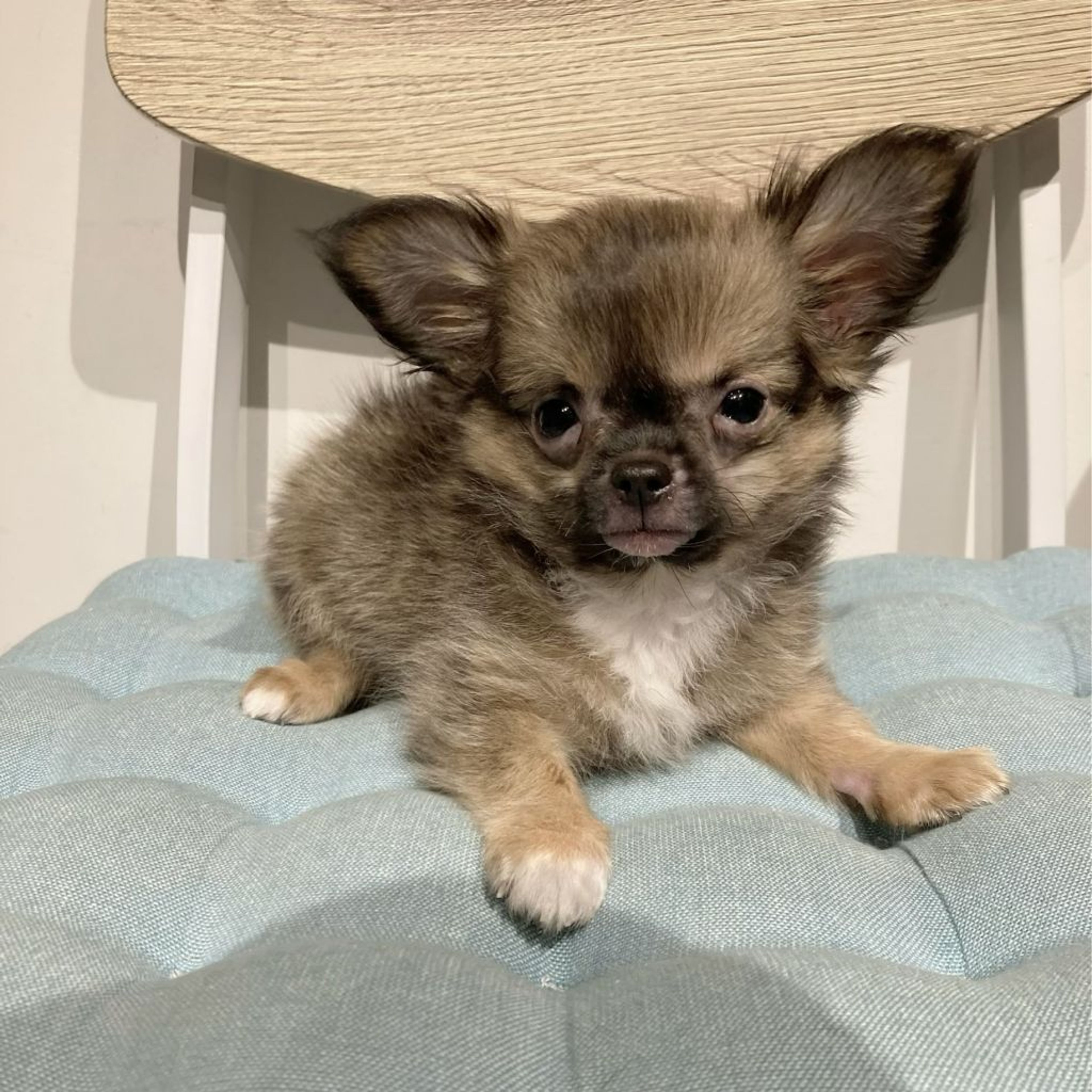 pet-image-3