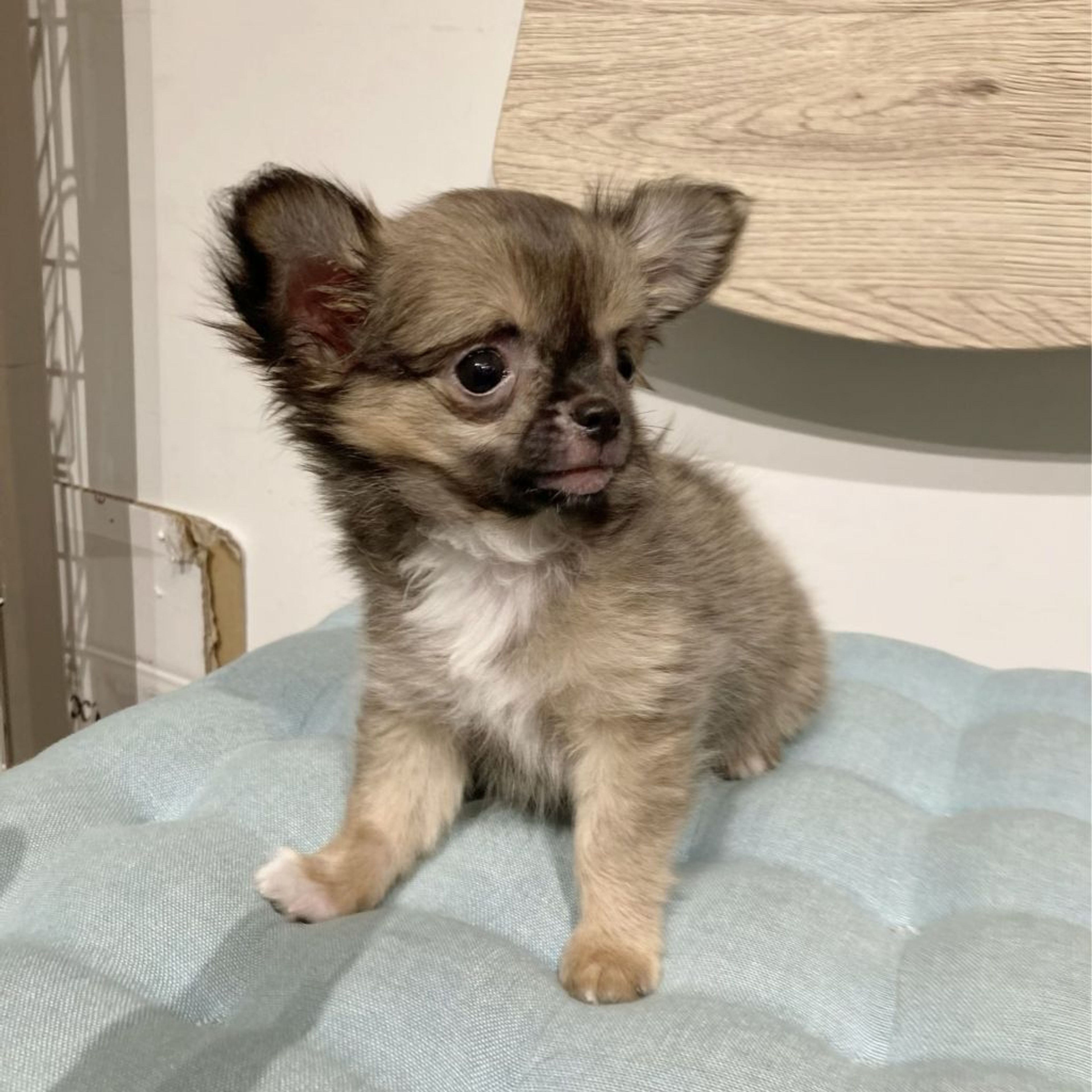pet-image-4