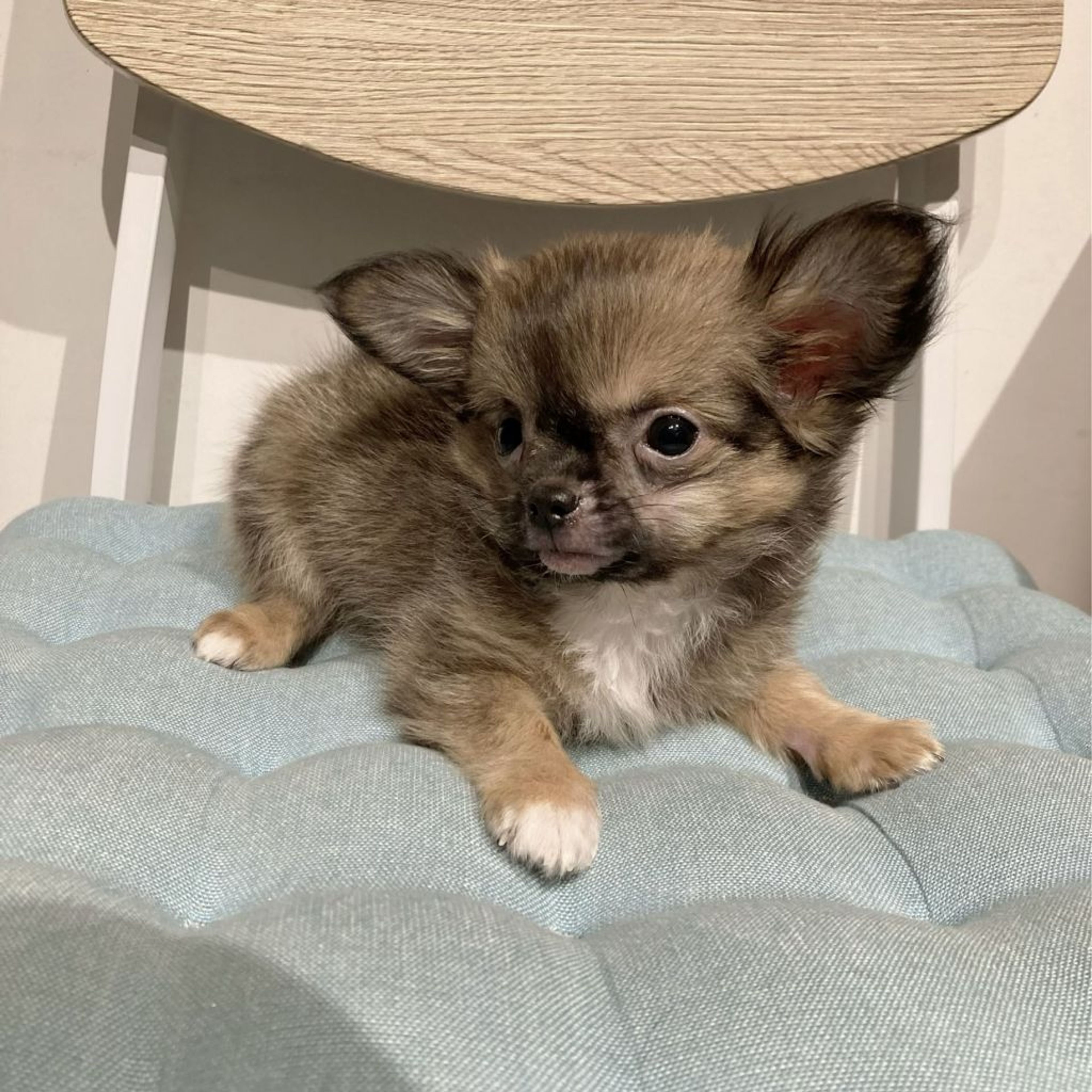 pet-image-5