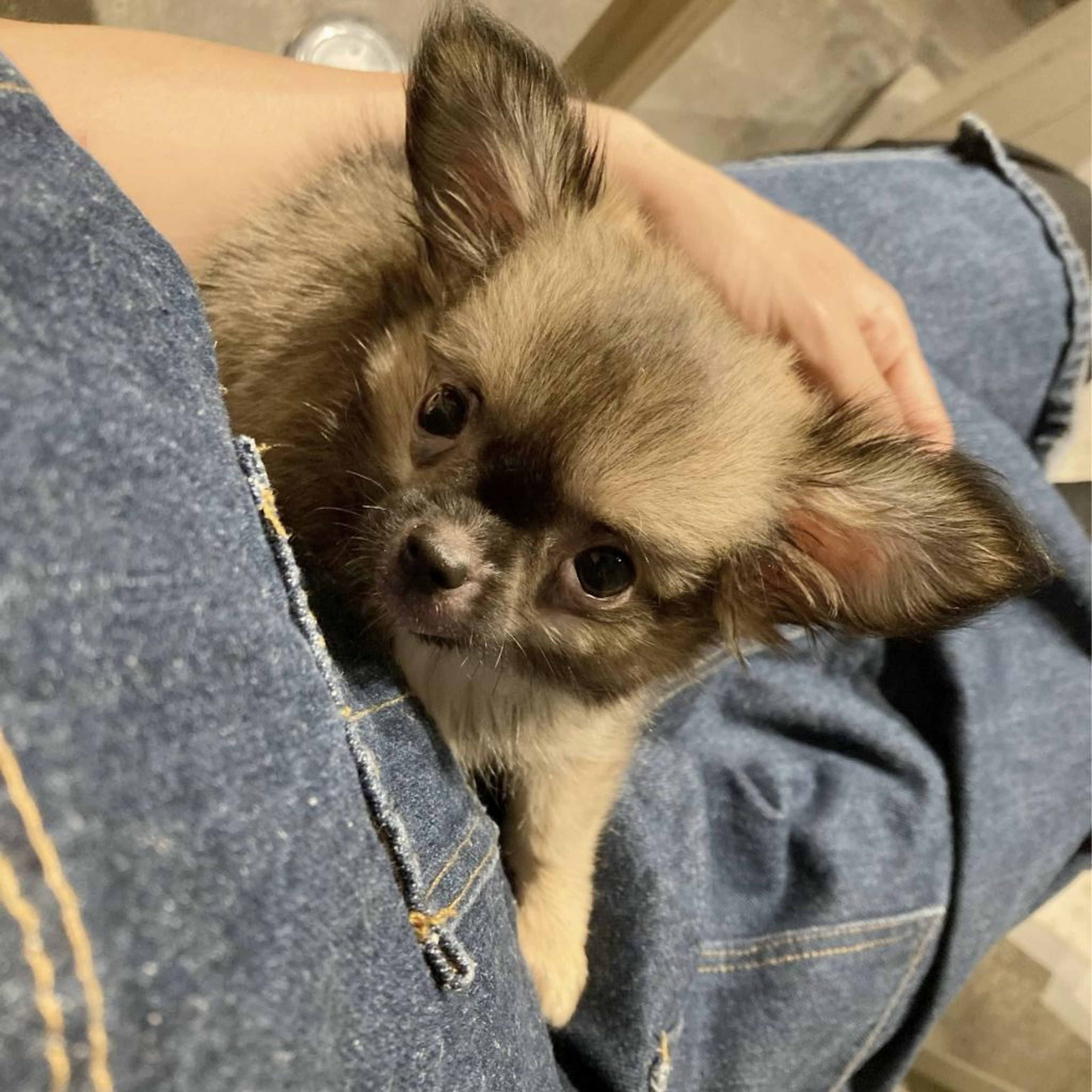 pet-image-6
