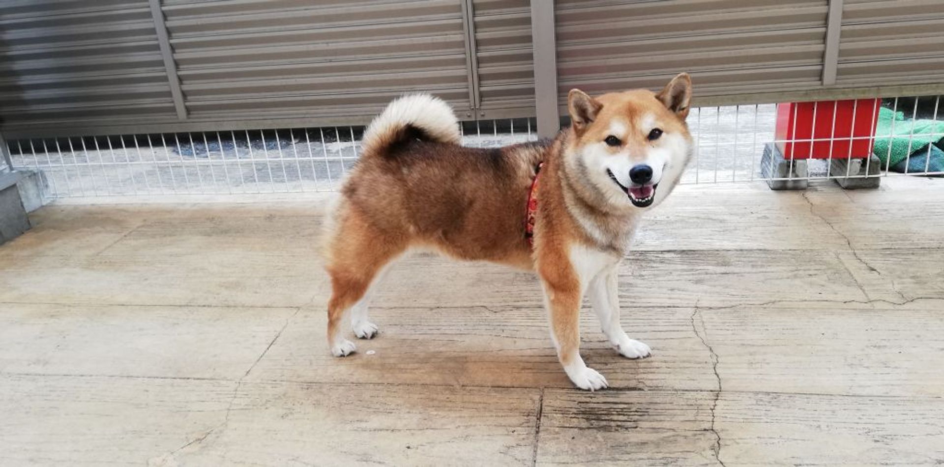 柴犬・メスの里親募集の写真