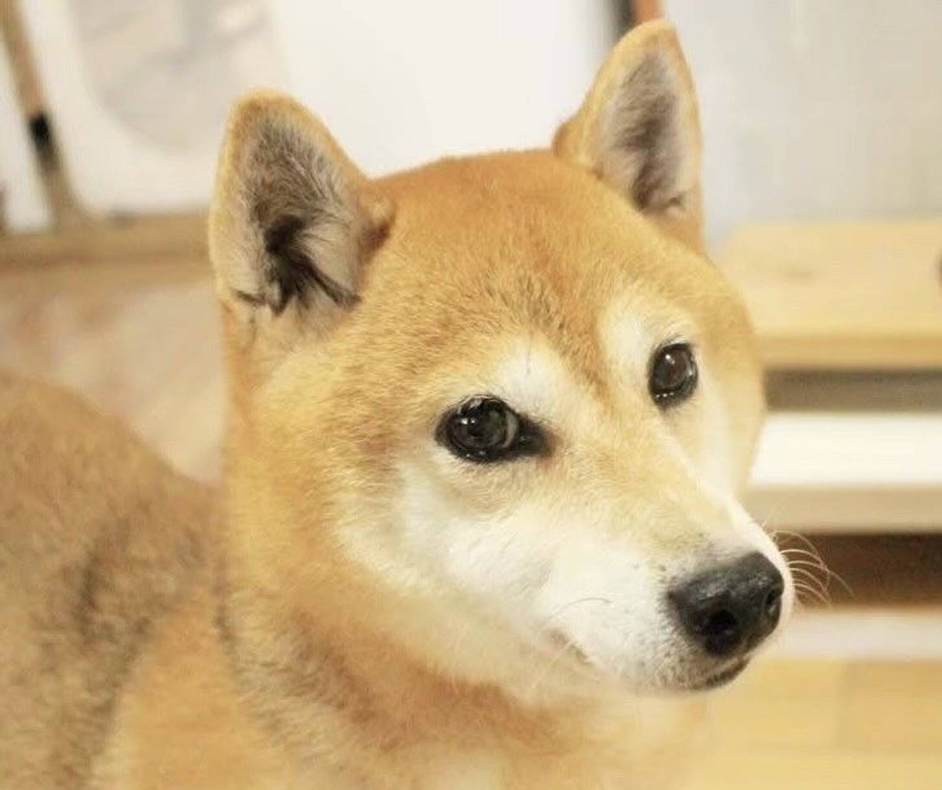 柴犬・メスの里親募集の写真