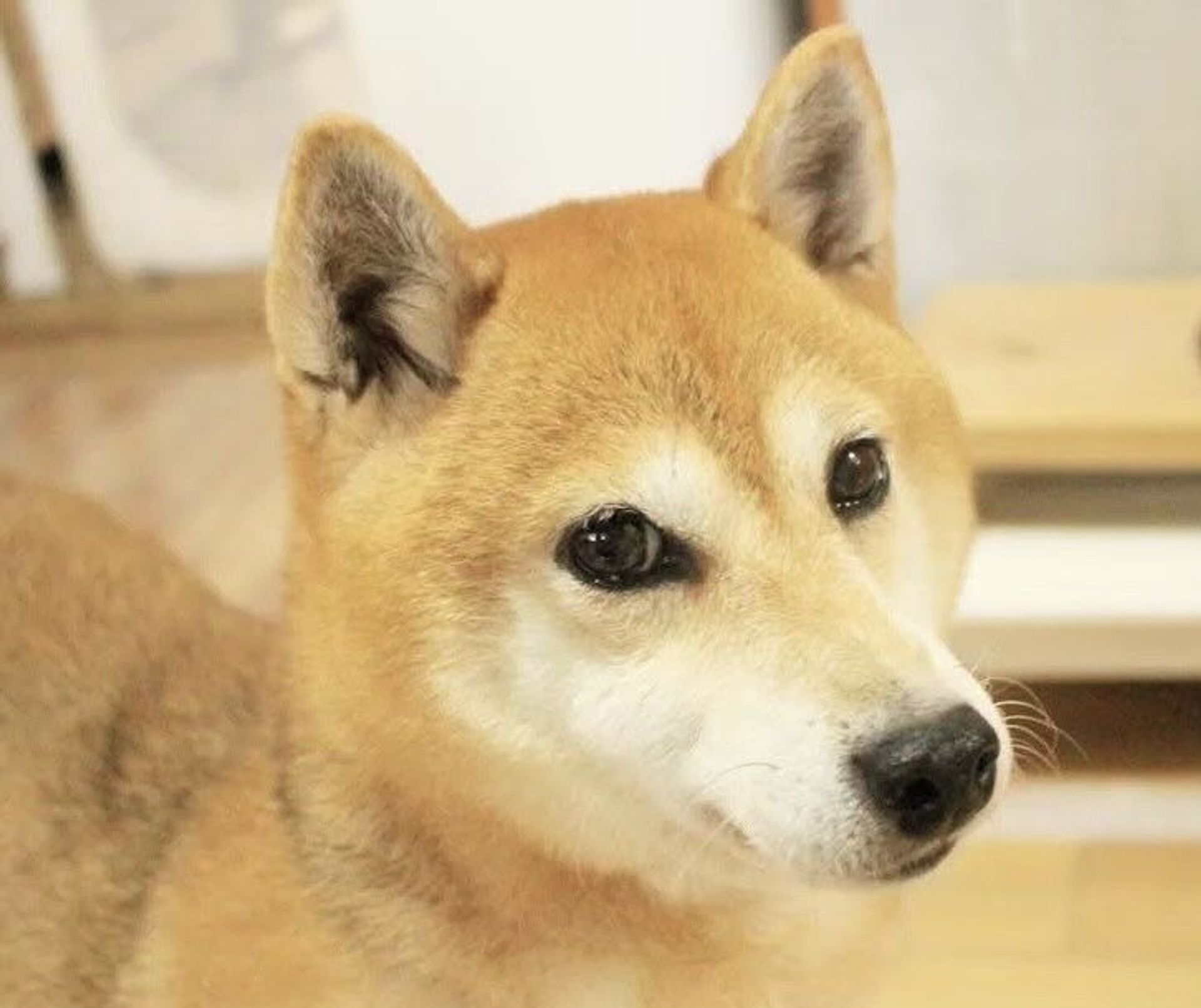 柴犬・メスの里親募集の写真