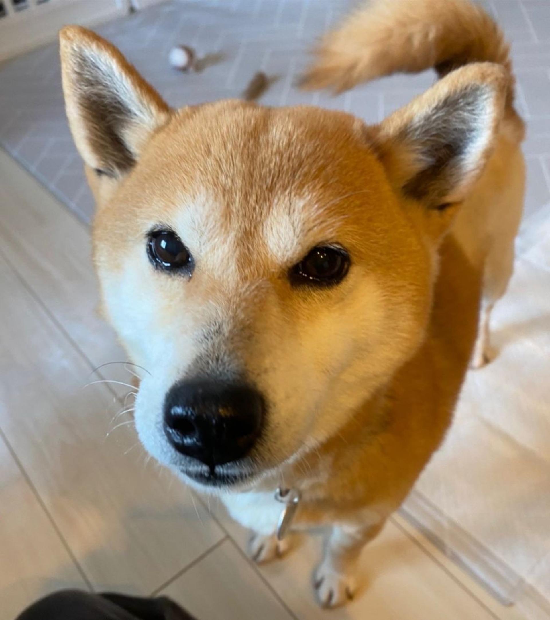 pet-image-4