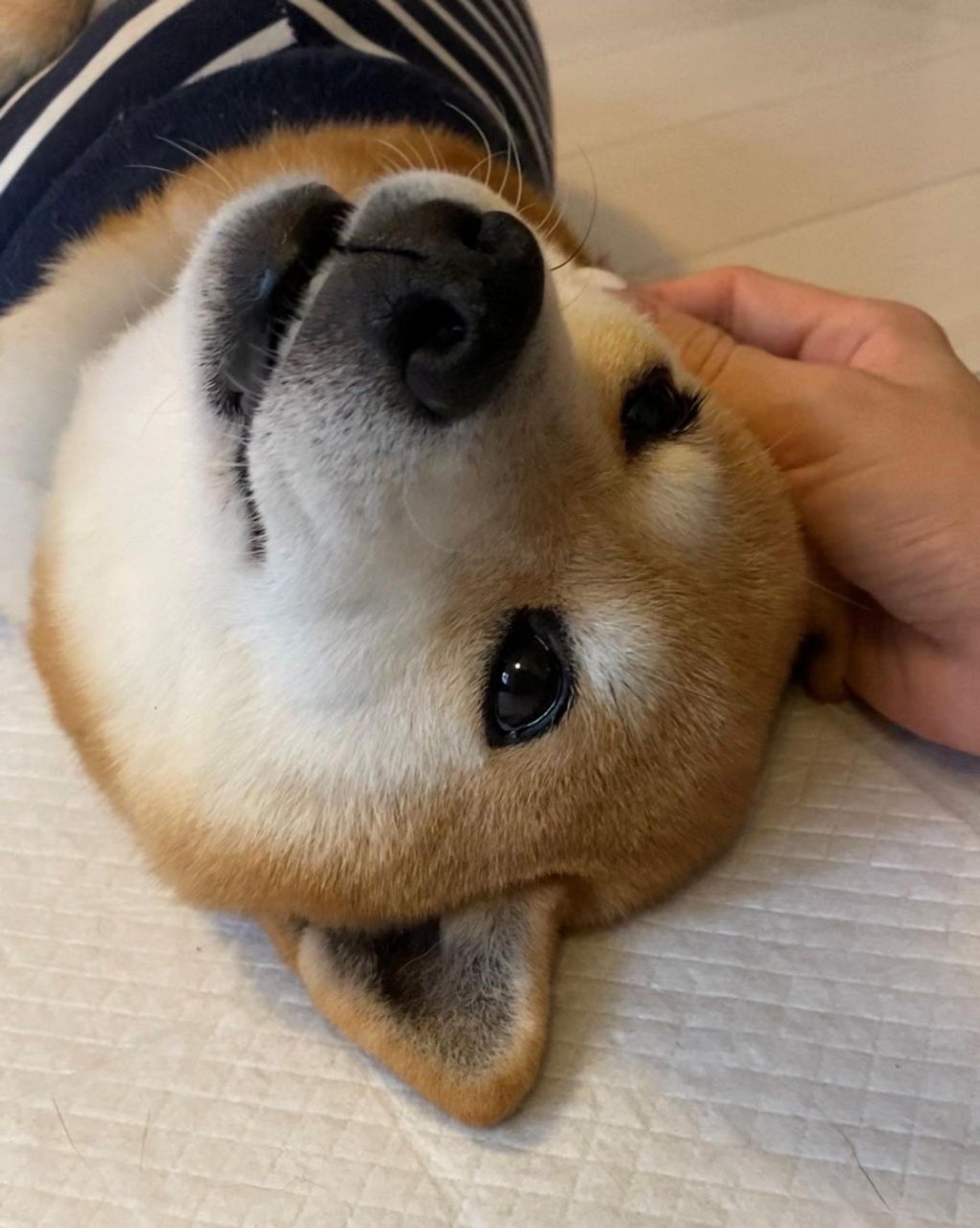 pet-image-6