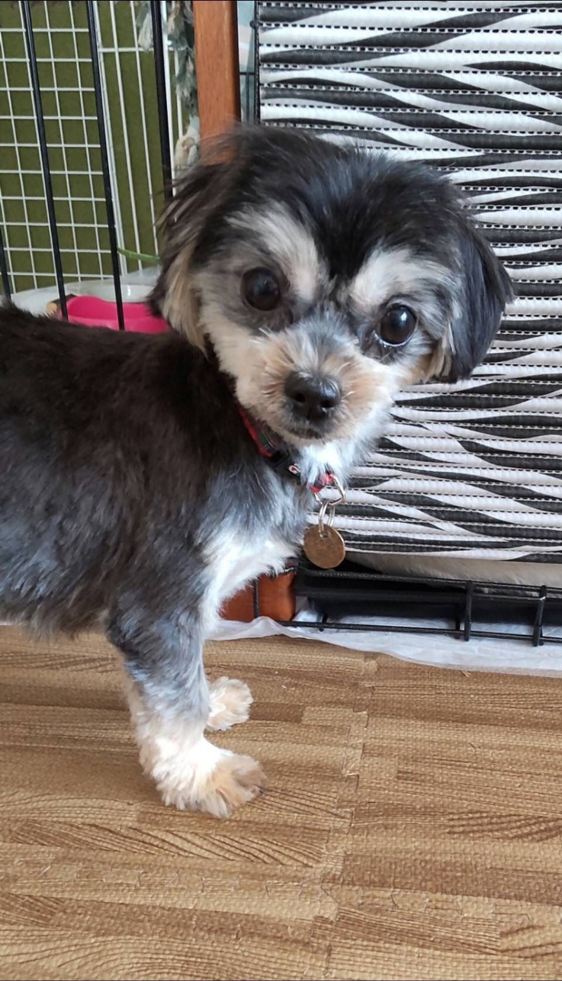 雑種（ミックス犬）・メスの里親募集の写真