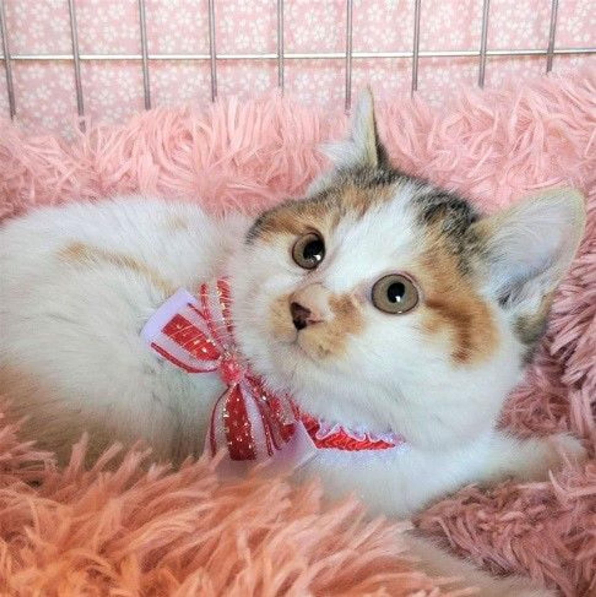 日本猫・メスの里親募集の写真