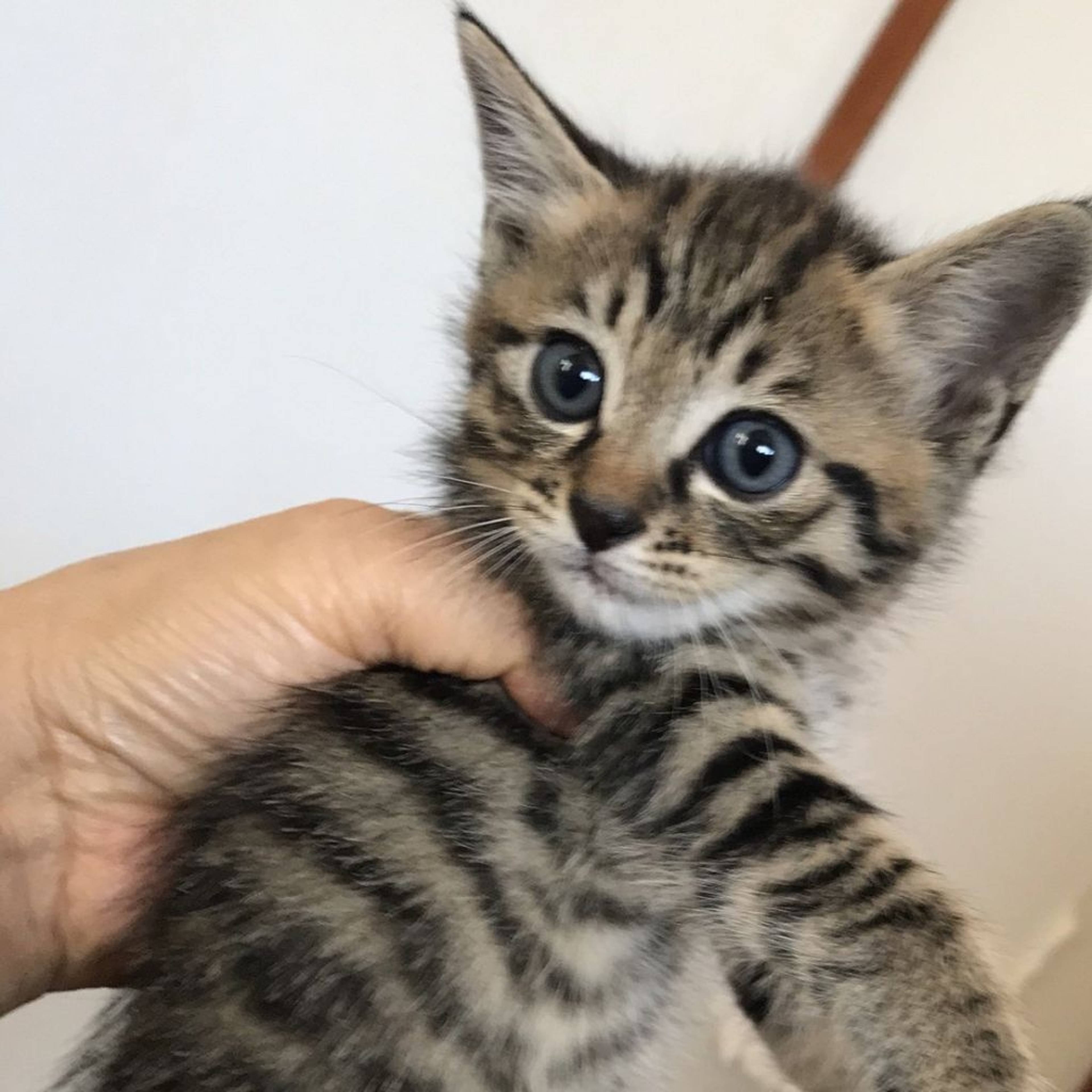 雑種（ミックス猫）・オスの里親募集の写真