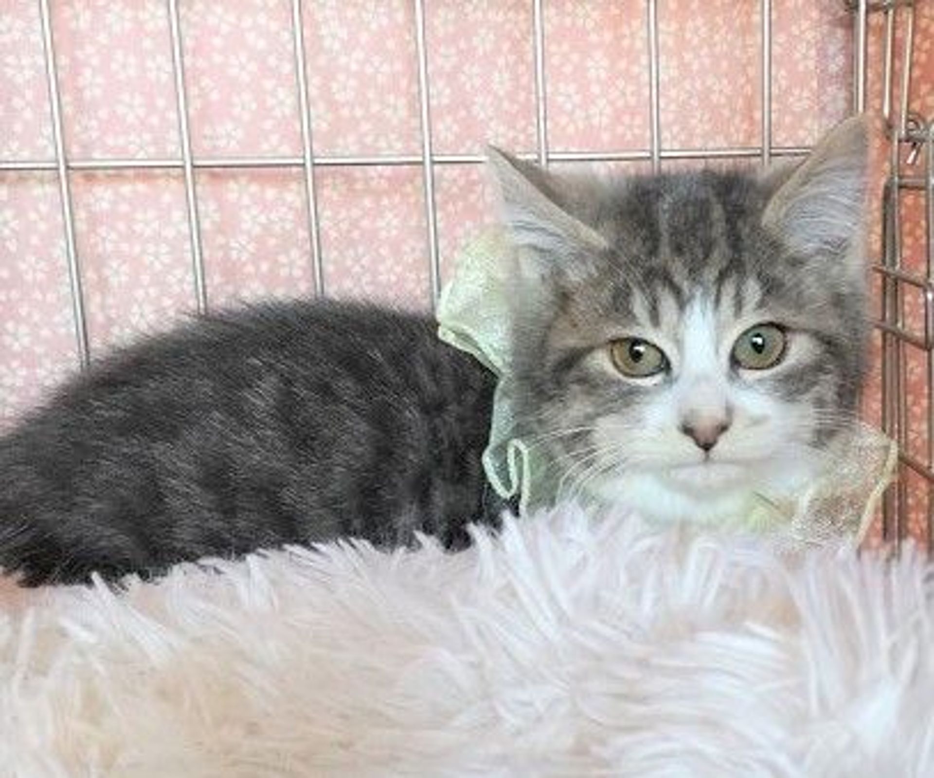 雑種（ミックス猫）・メスの里親募集の写真