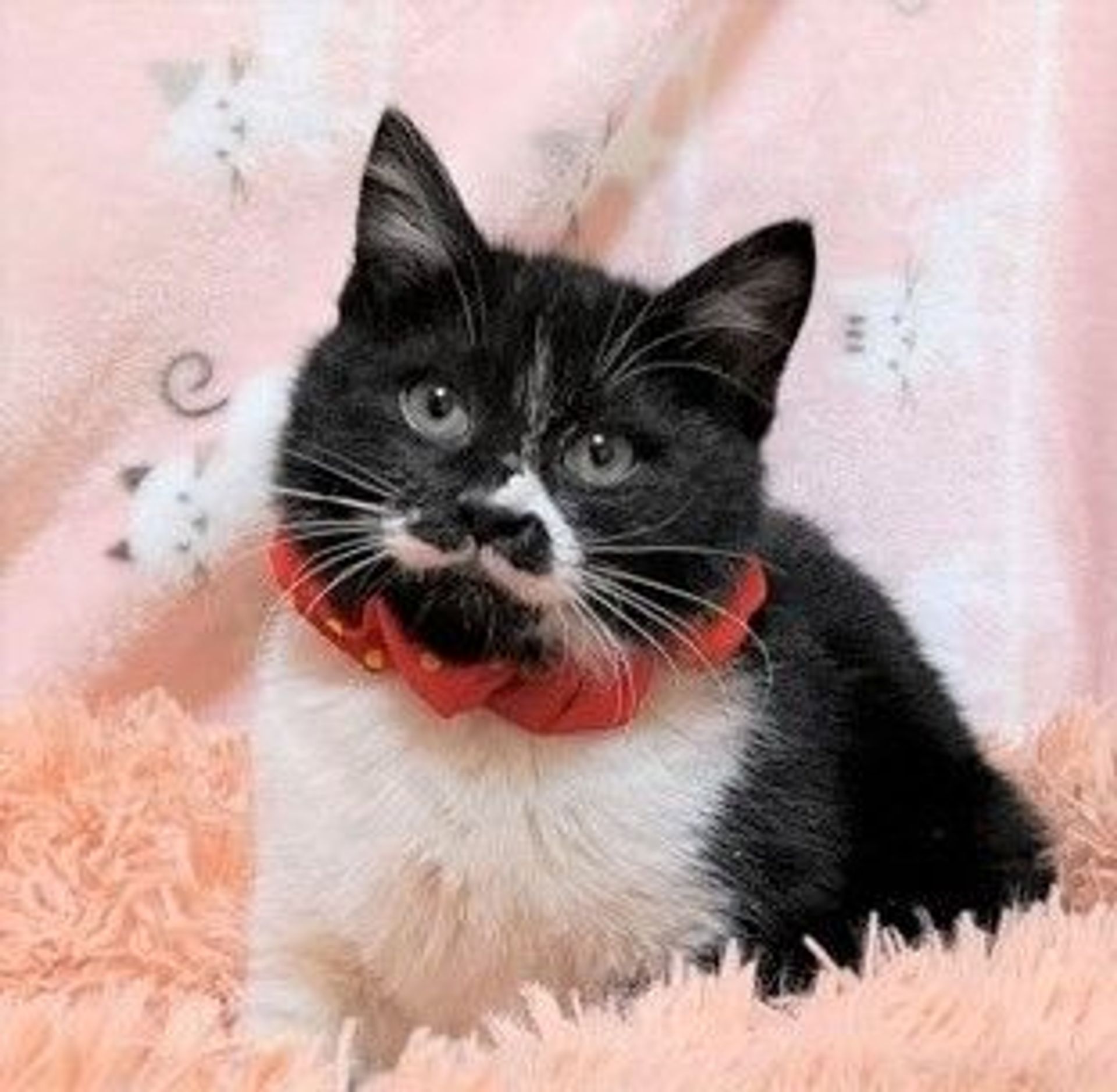 雑種（ミックス猫）・オスの里親募集の写真