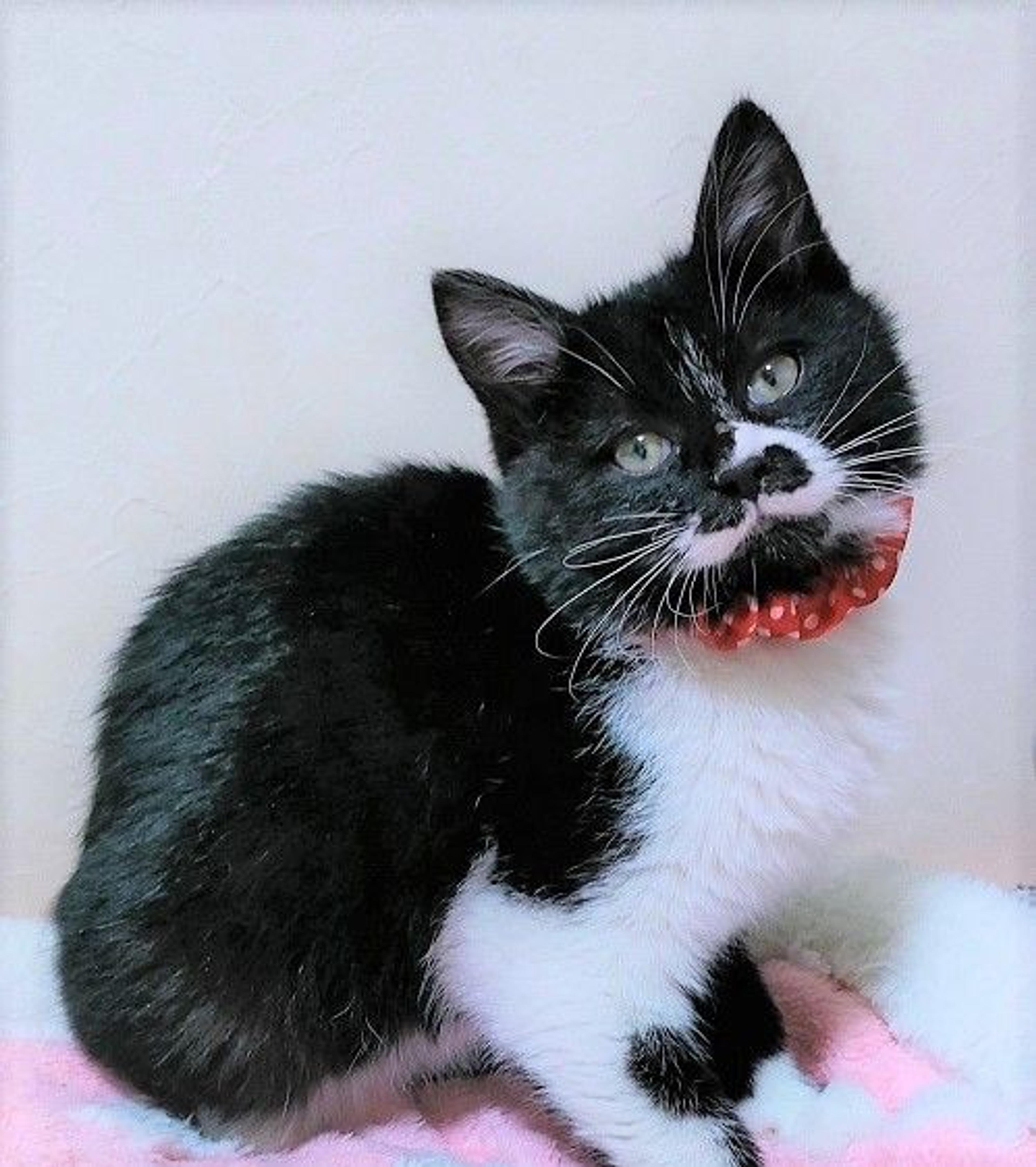 pet-image-2