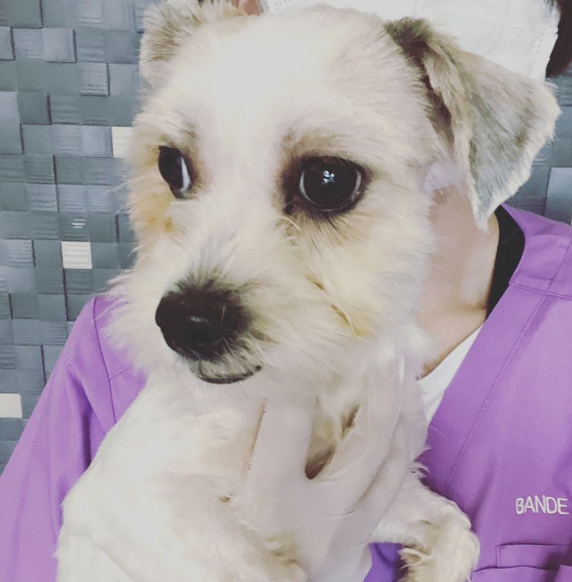 雑種（ミックス犬）・メスの里親募集の写真