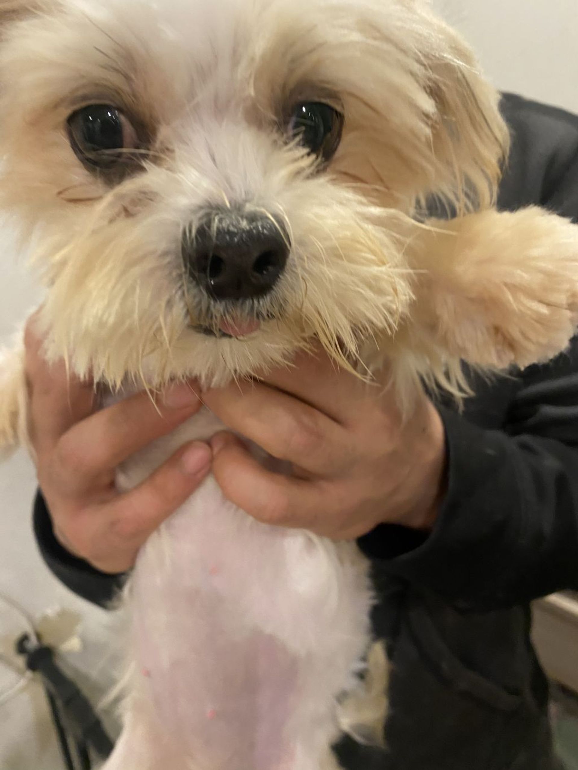雑種（ミックス犬）・メスの里親募集の写真