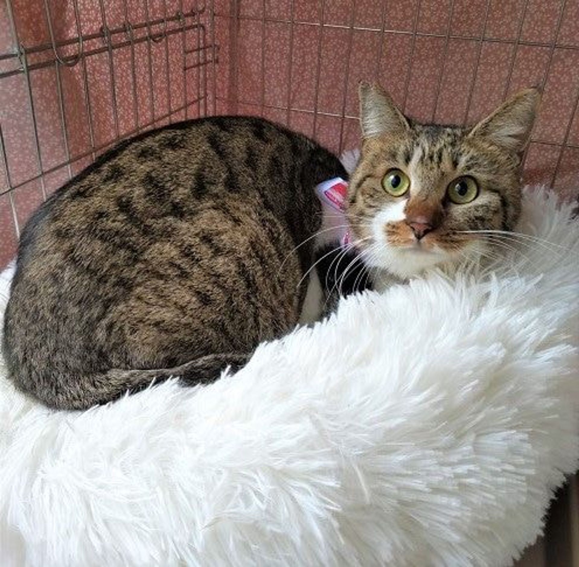 雑種（ミックス猫）・メスの里親募集の写真