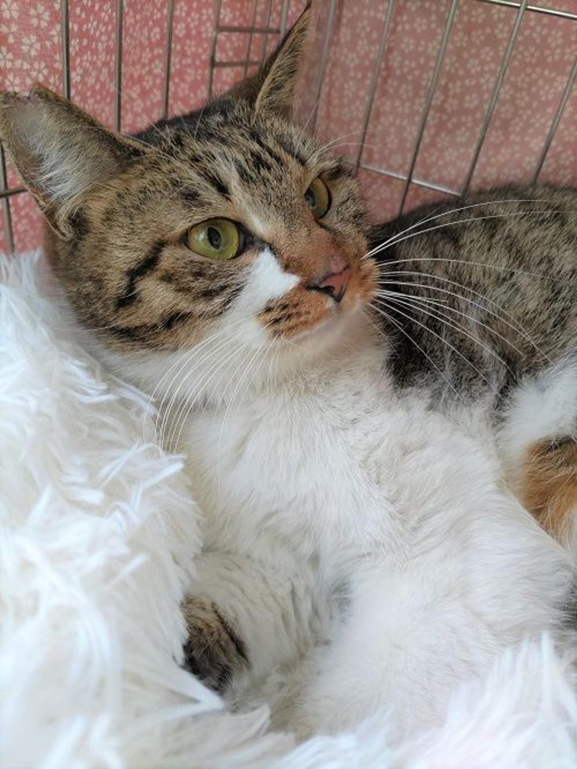 pet-image-2