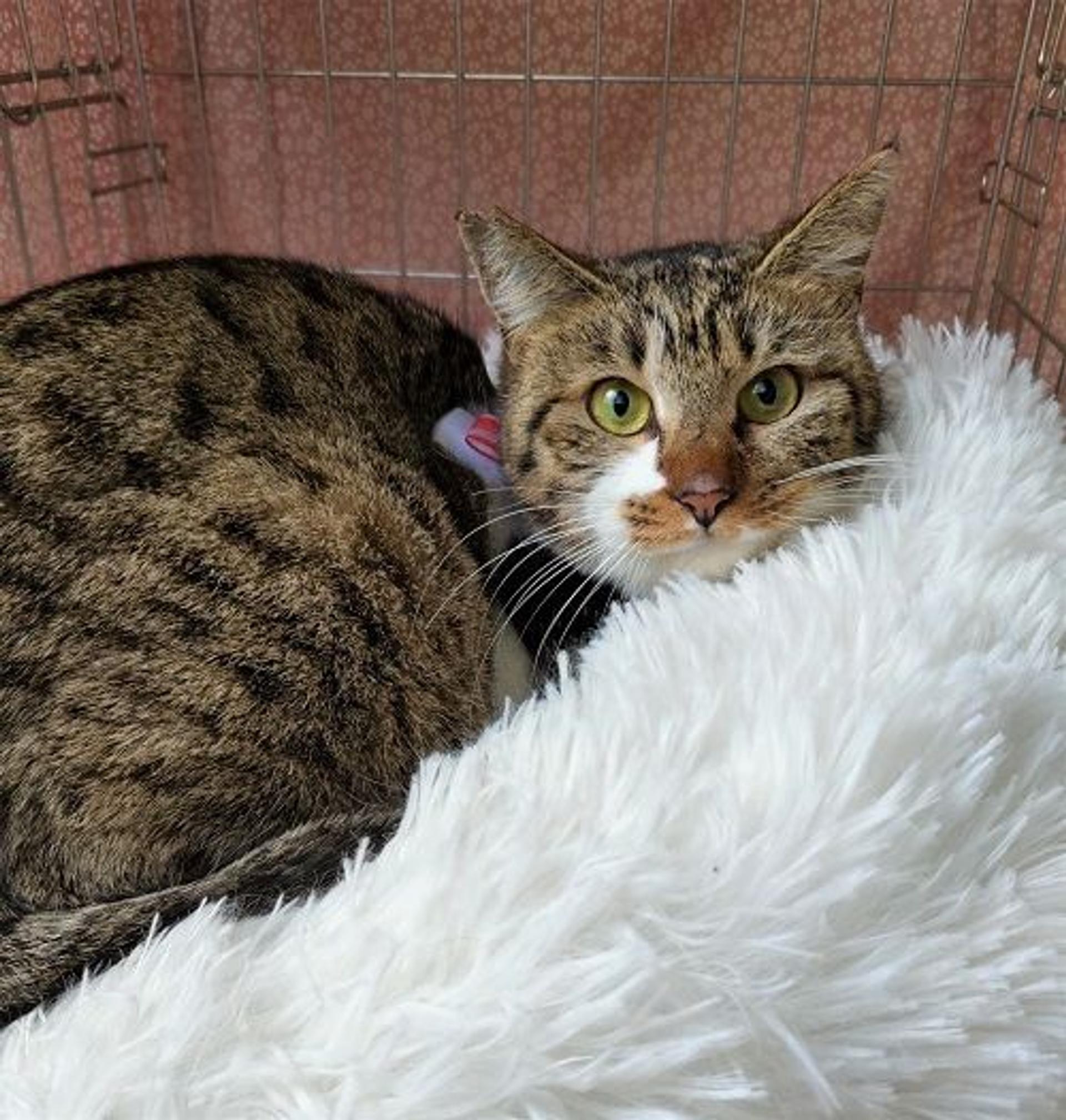 pet-image-3
