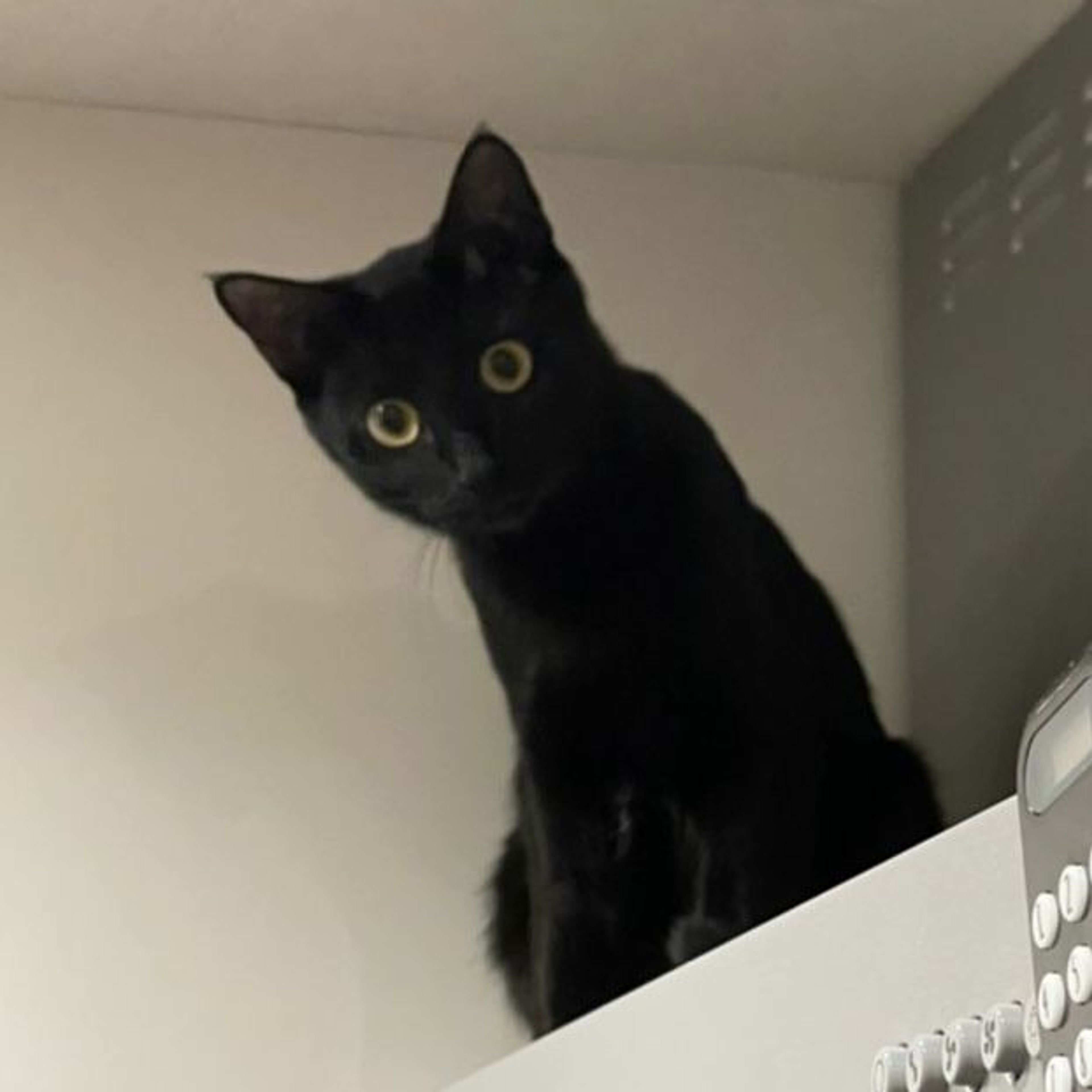 黒猫様 御専用 3/13芝浦】初心者歓迎スリゴロ美猫黒猫兄妹 | 雑種（ミックス猫