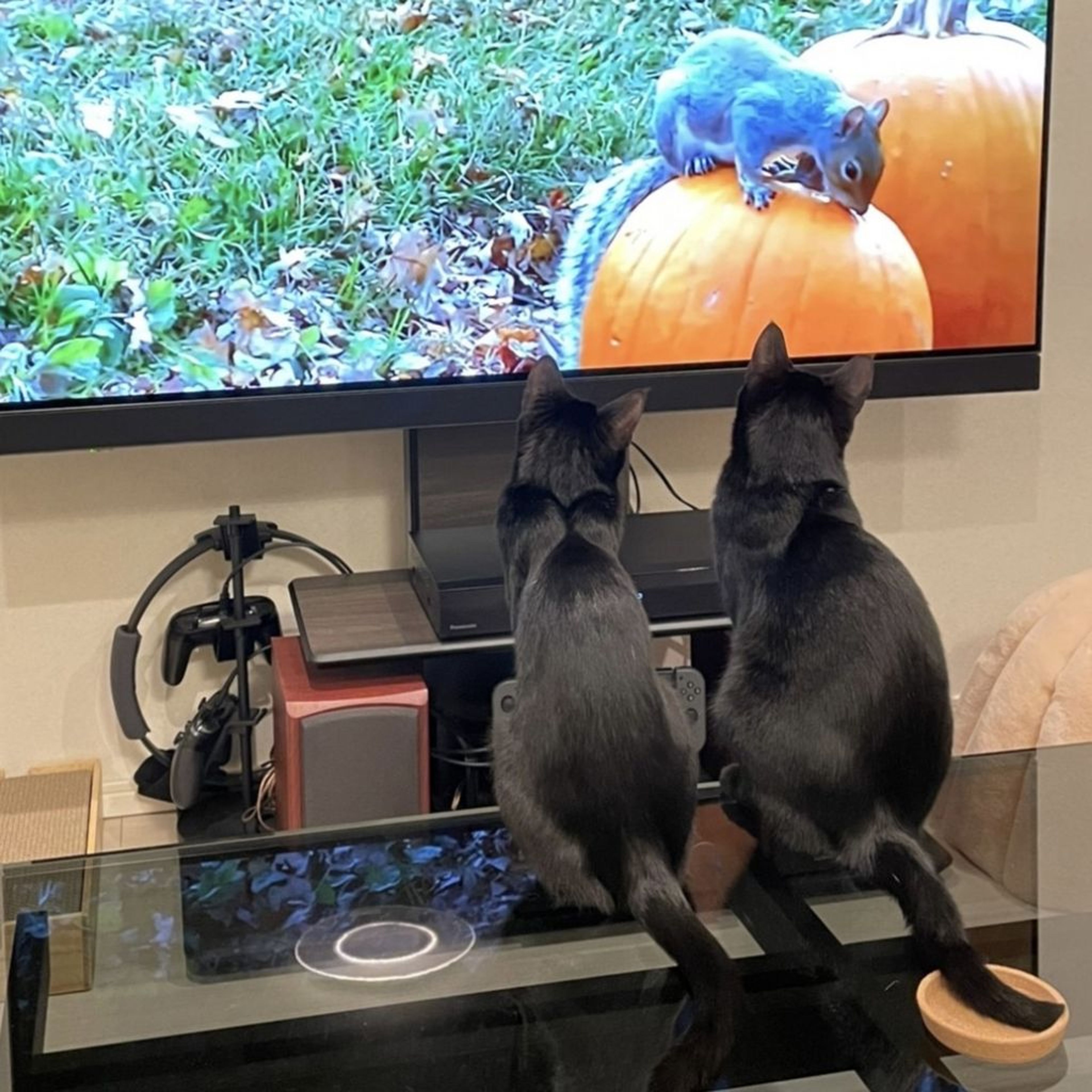 pet-image-4