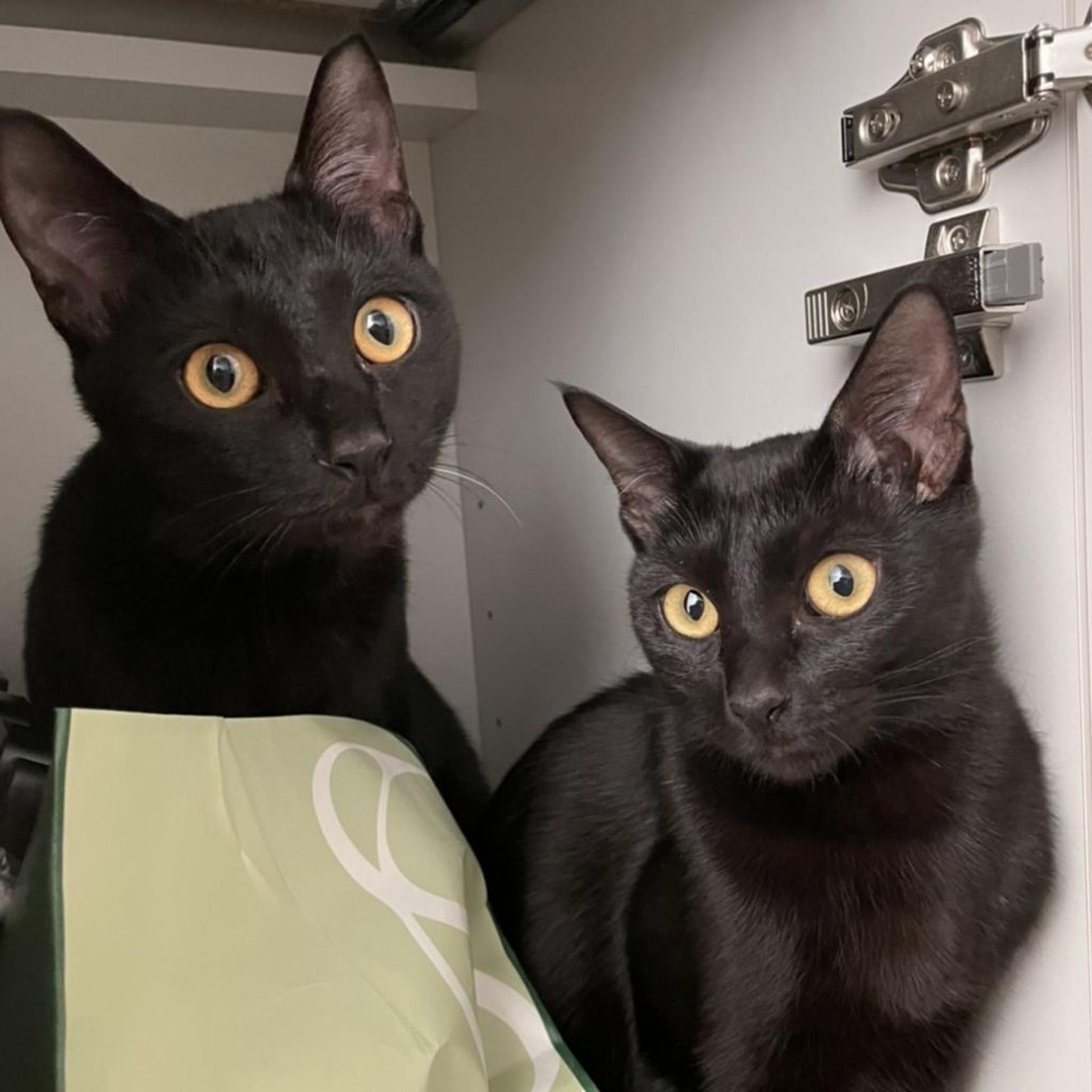 pet-image-5
