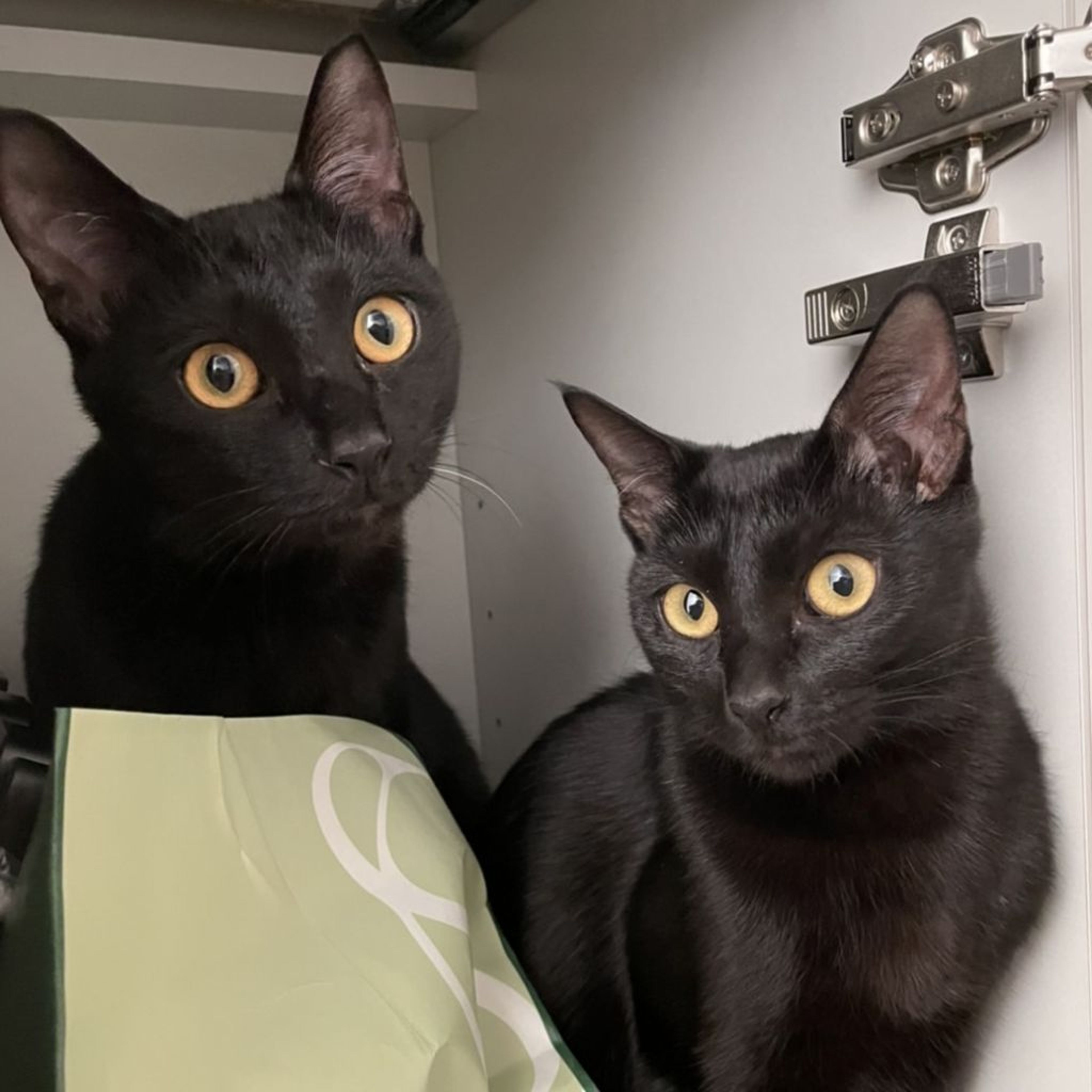 pet-image-5