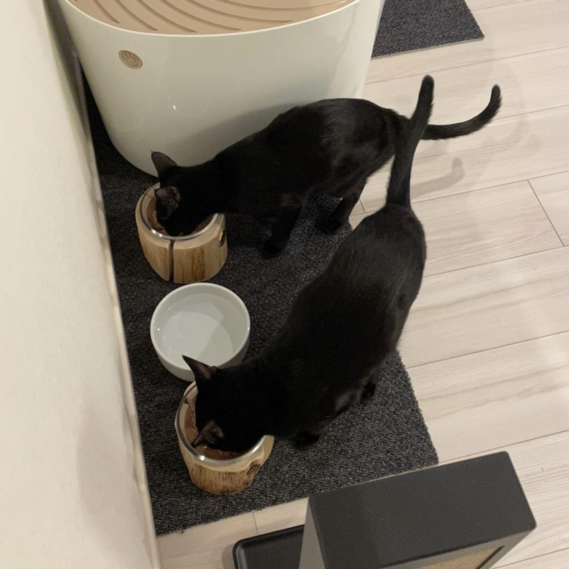 pet-image-7