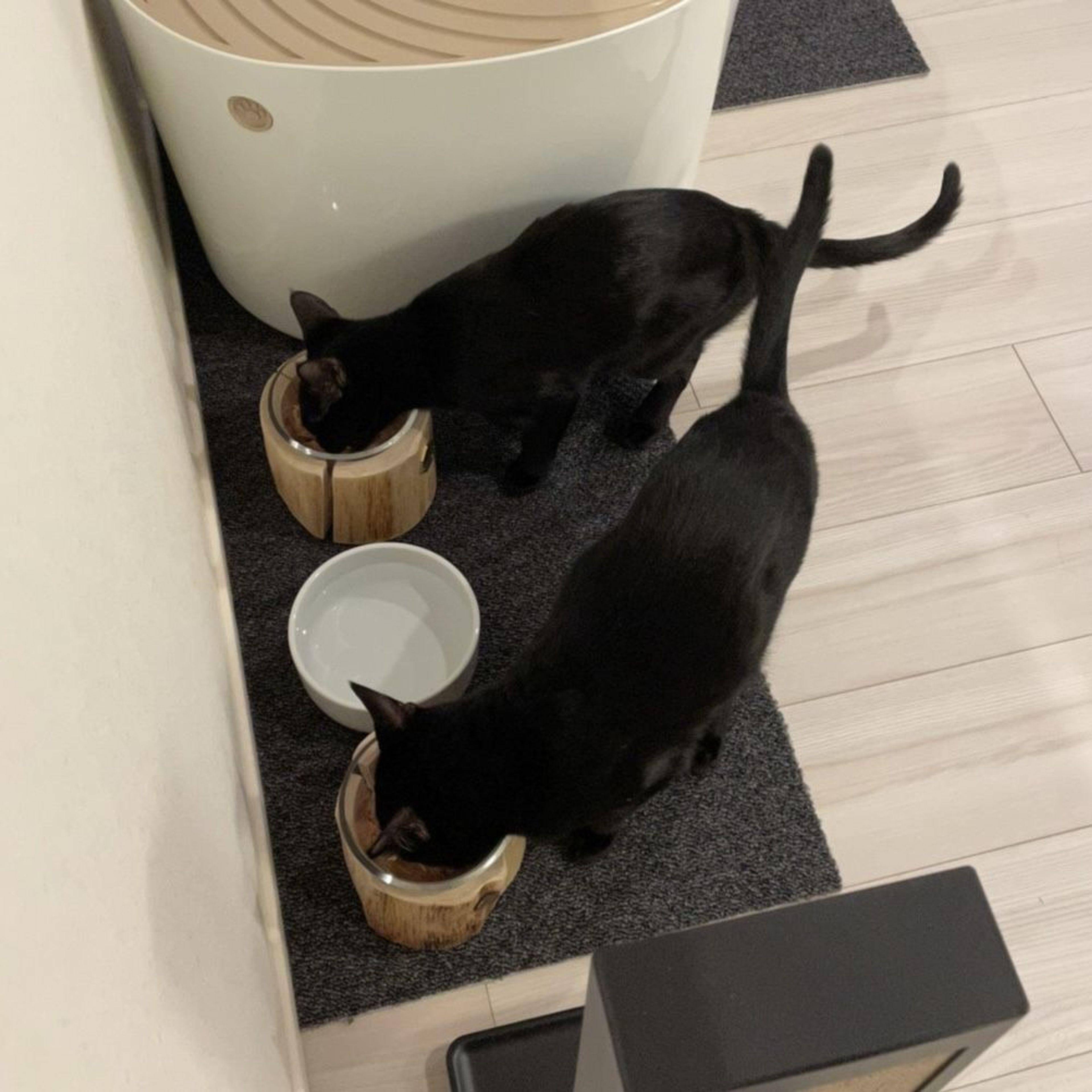 pet-image-7