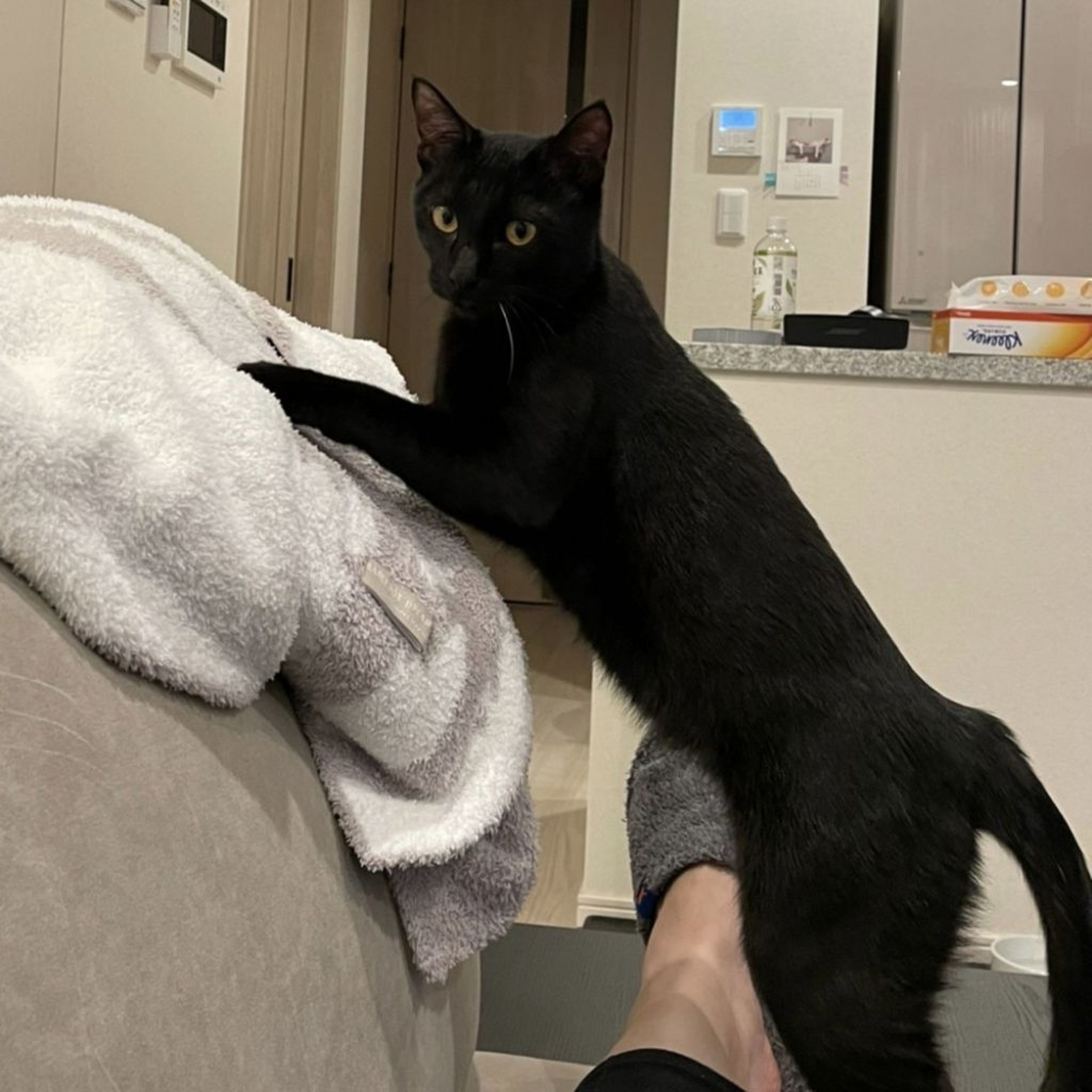 pet-image-9
