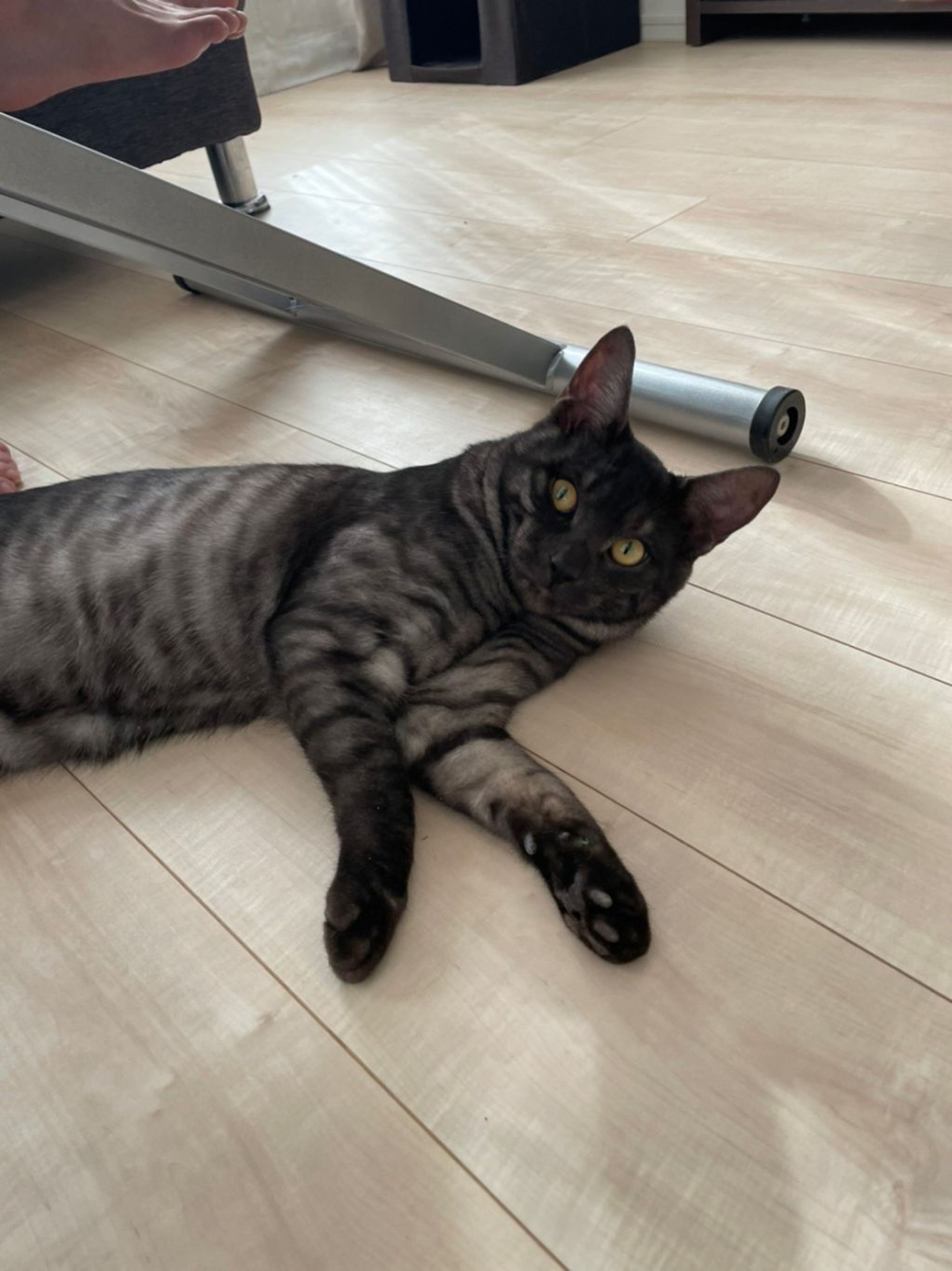 雑種（ミックス猫）・オスの里親募集の写真