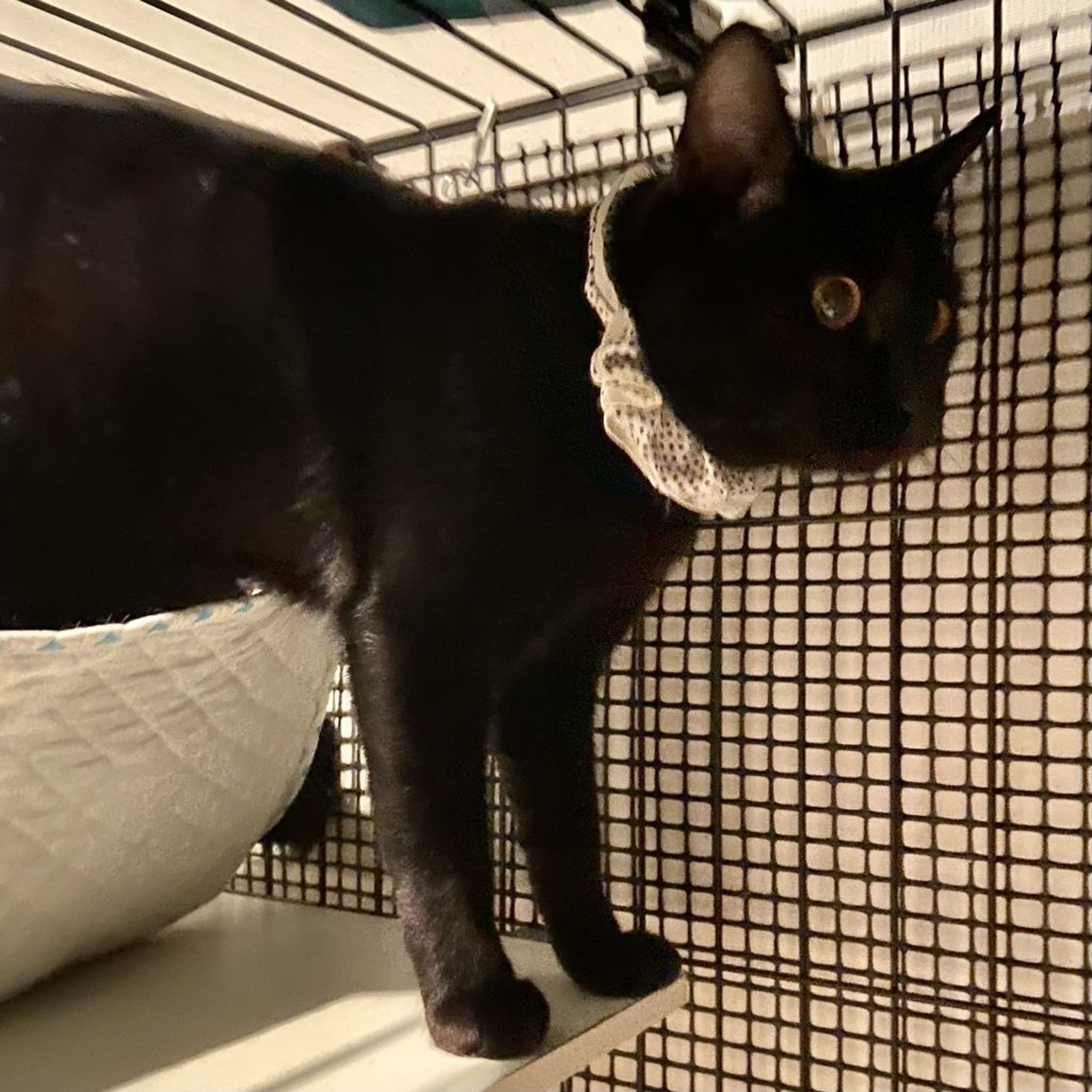 pet-image-3