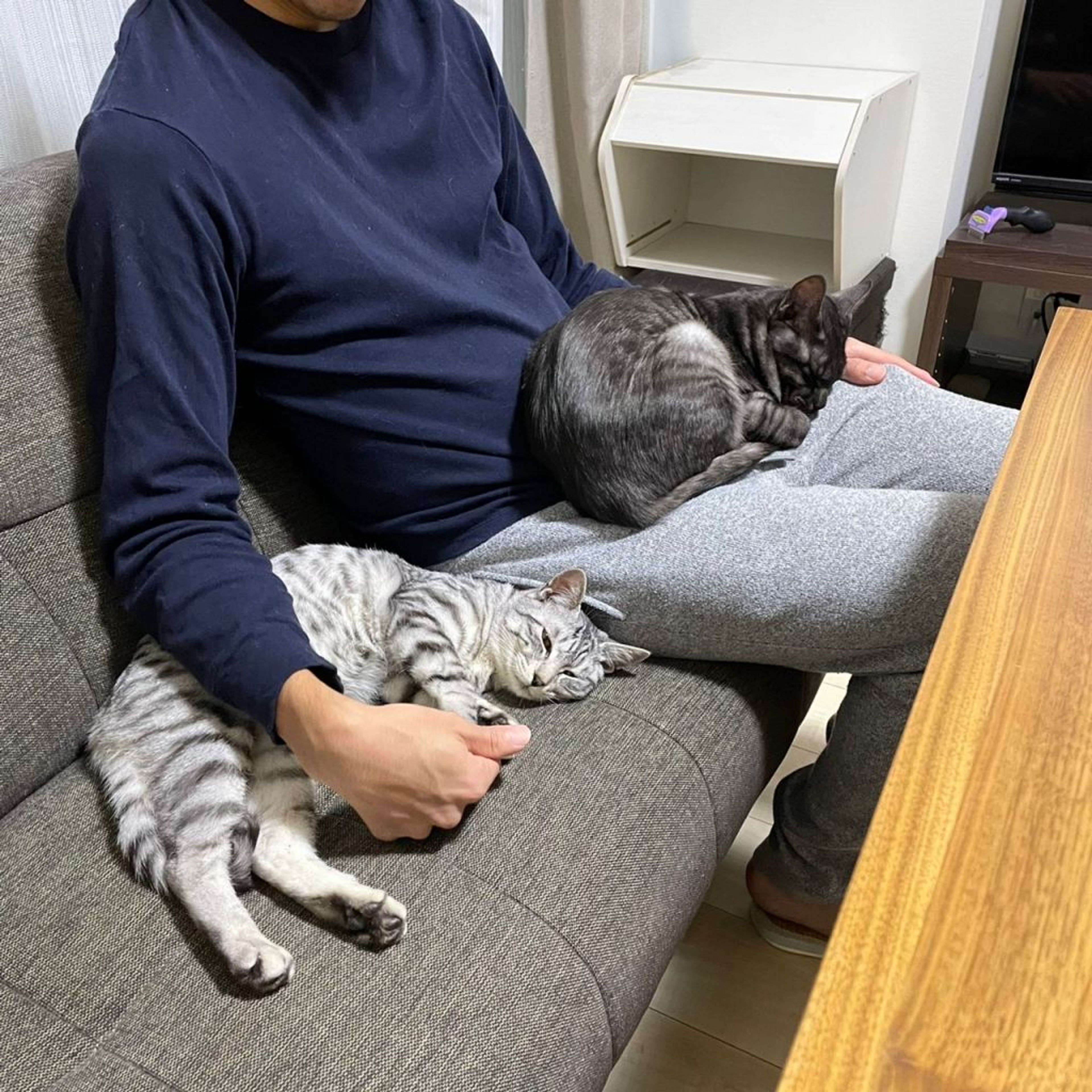 pet-image-6