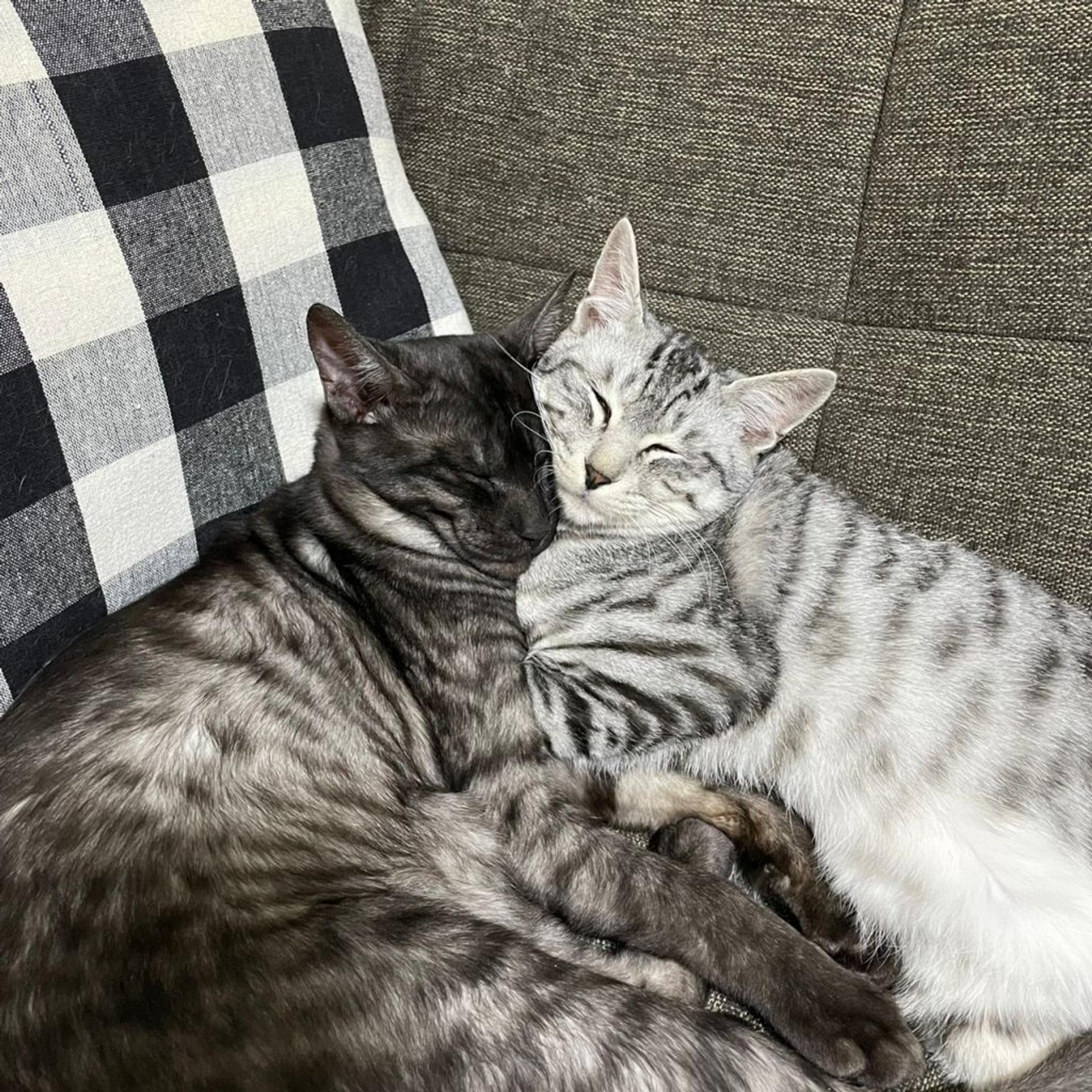 pet-image-8