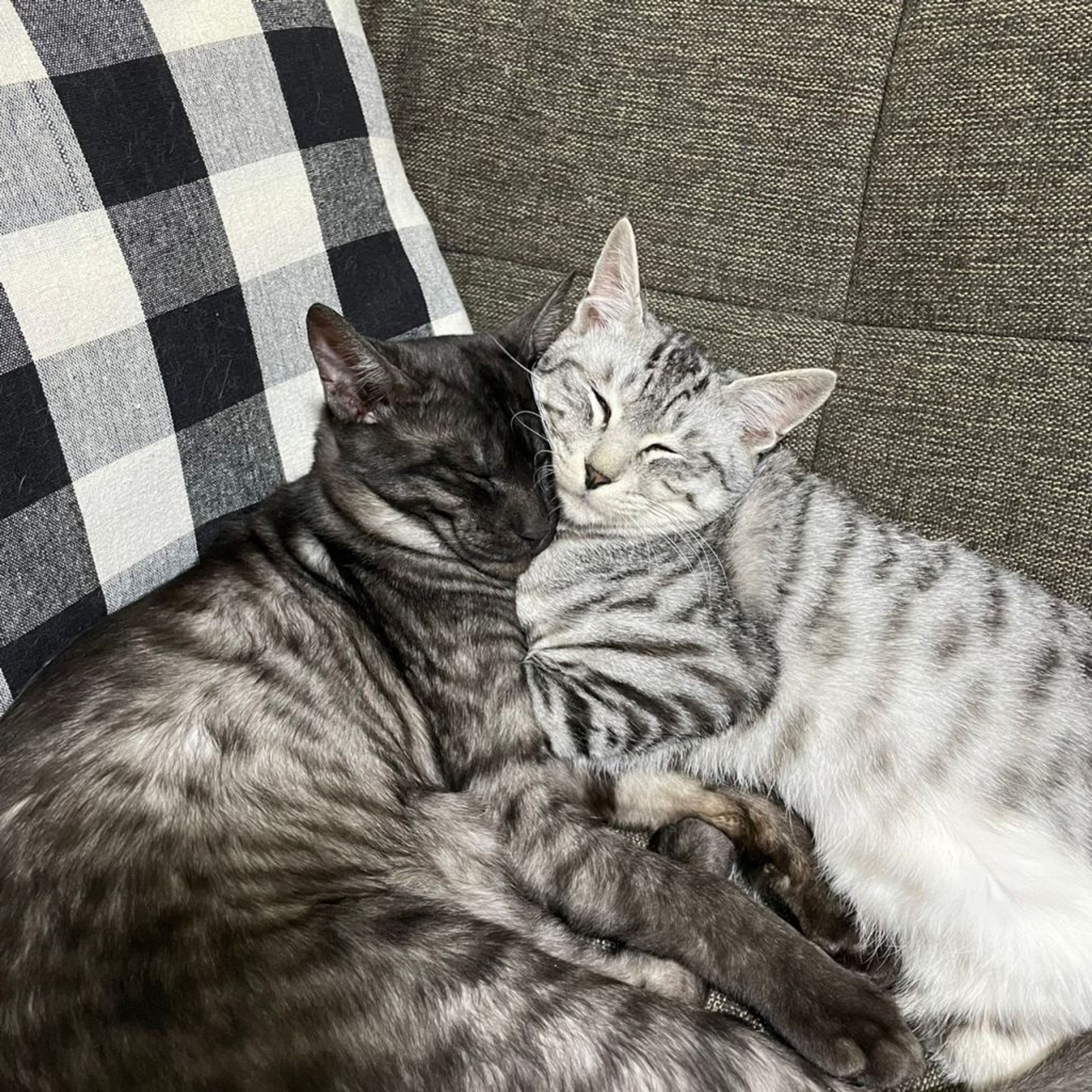 pet-image-8